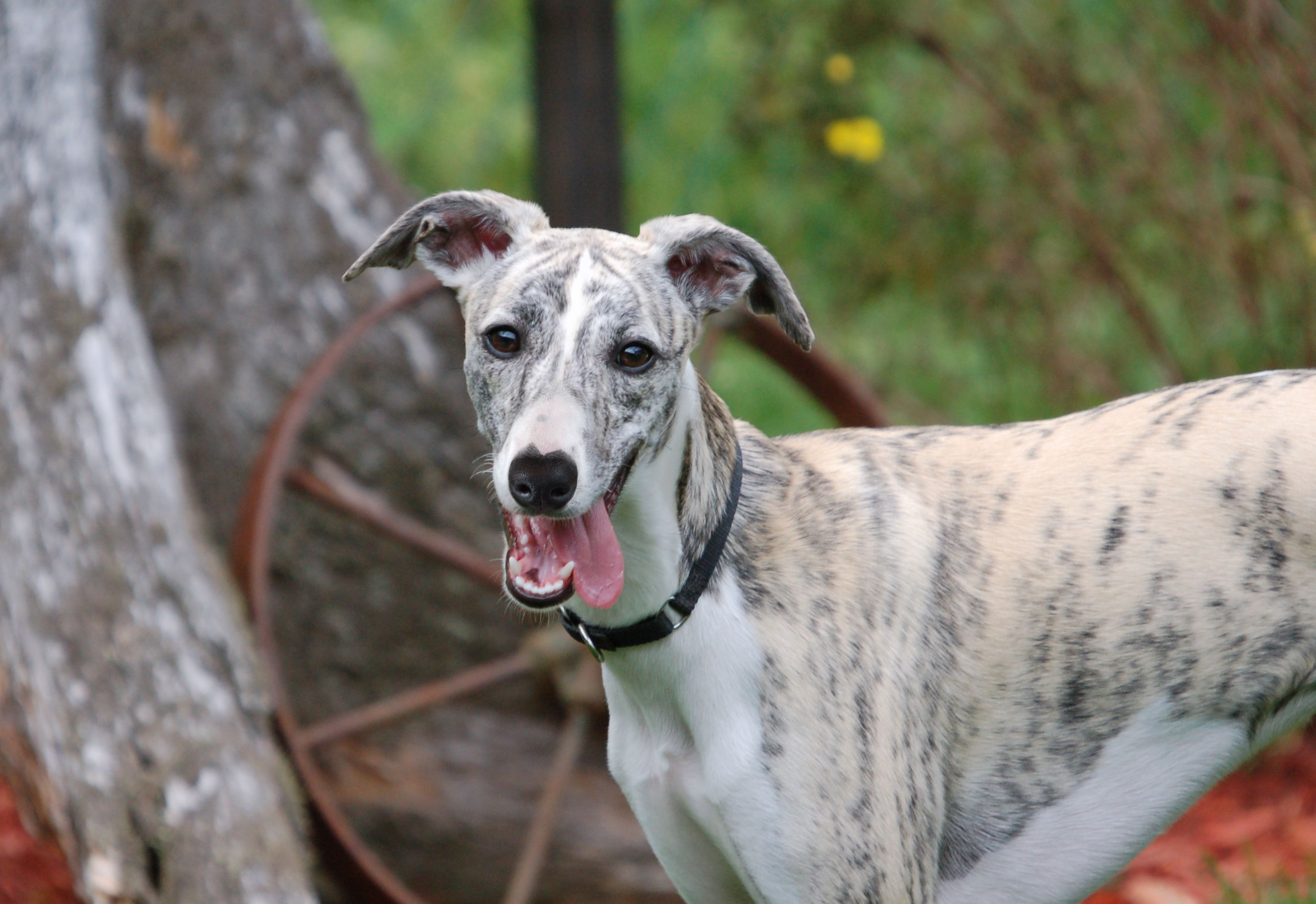 2684x1844 whippet