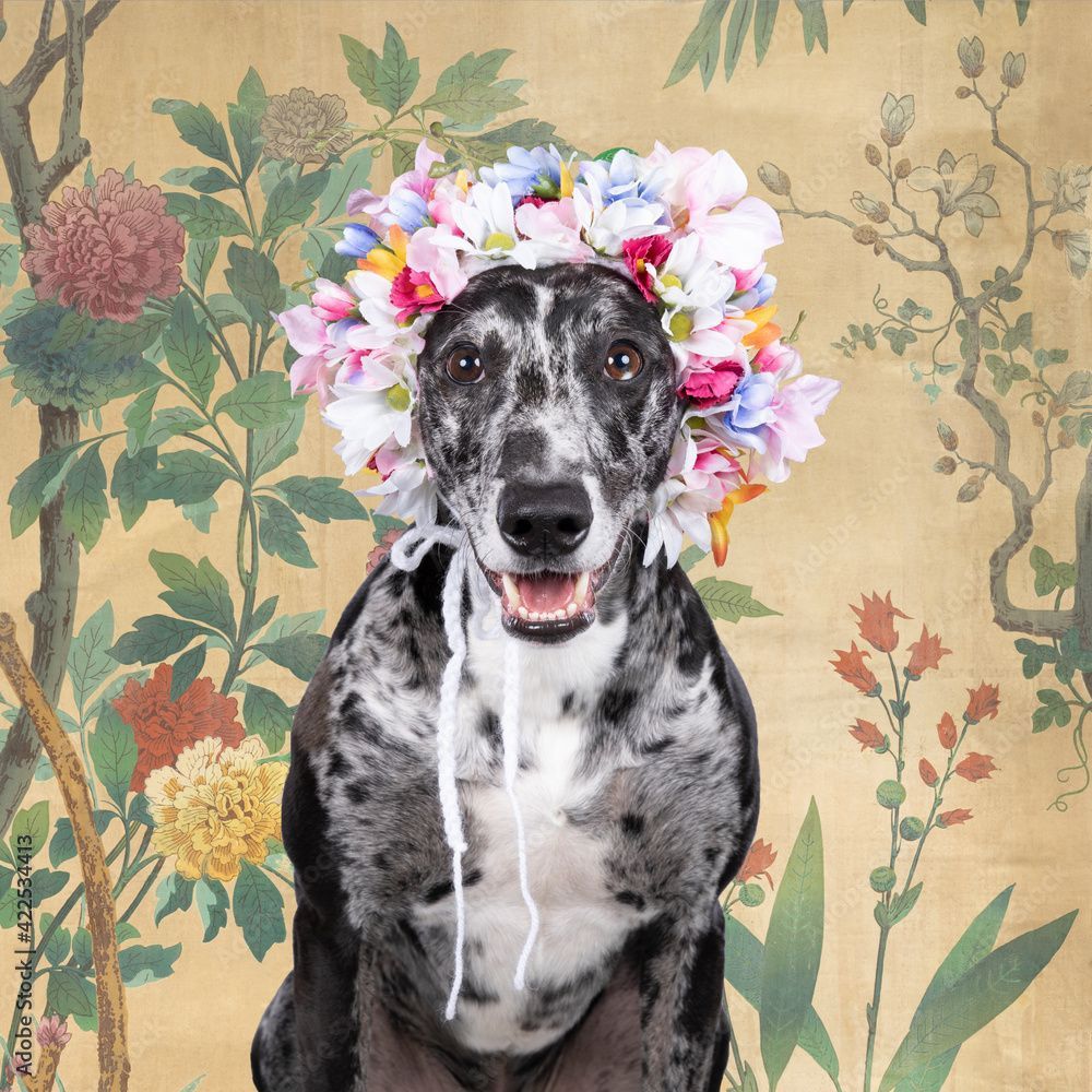 Whippet Wallpapers - Top Free Whippet Backgrounds - WallpaperAccess