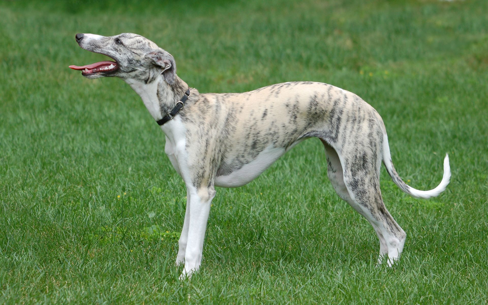 1920x1200 Moril- whippet name Luna