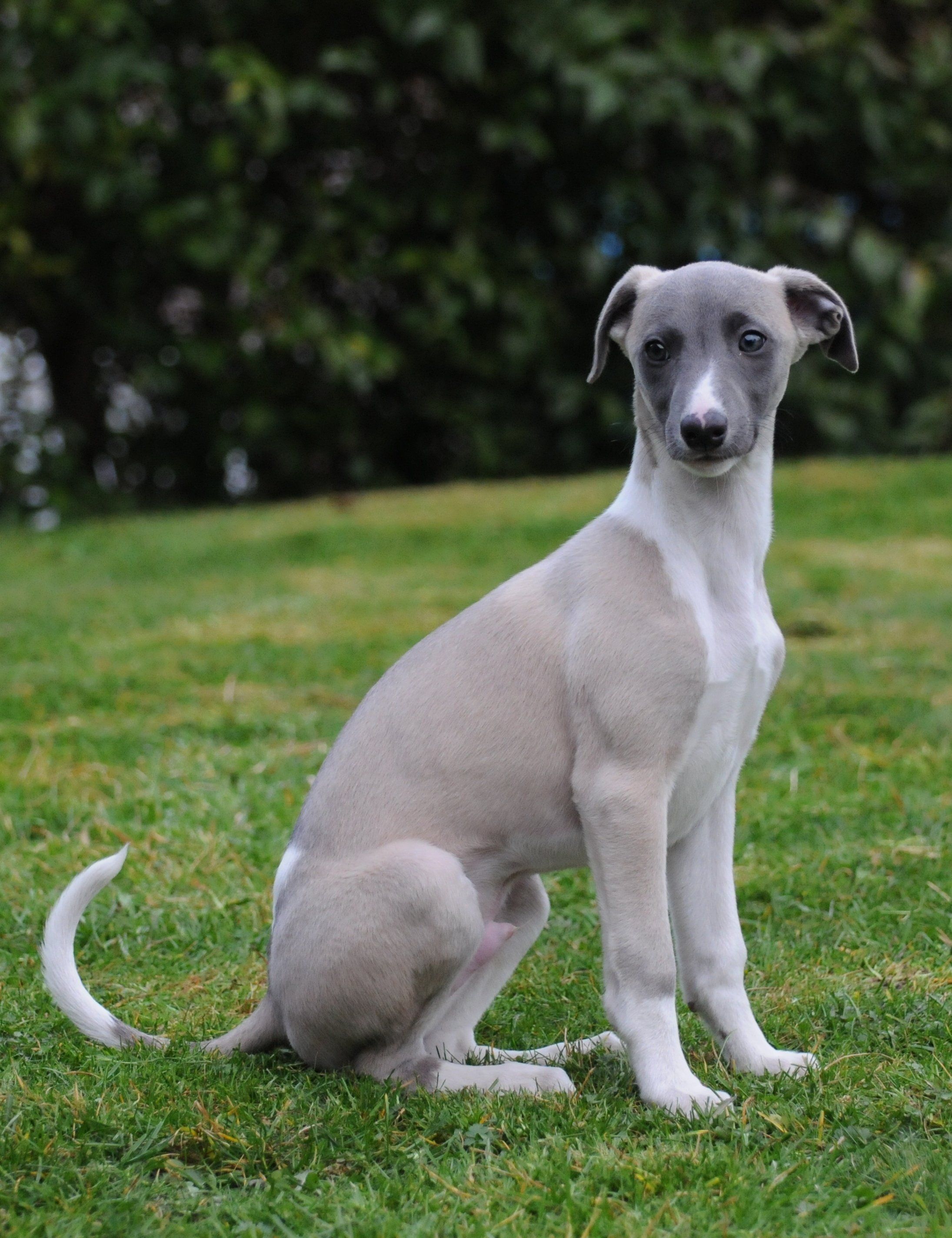 2190x2848 Whippet Puppy HD Wallpaper. Animals