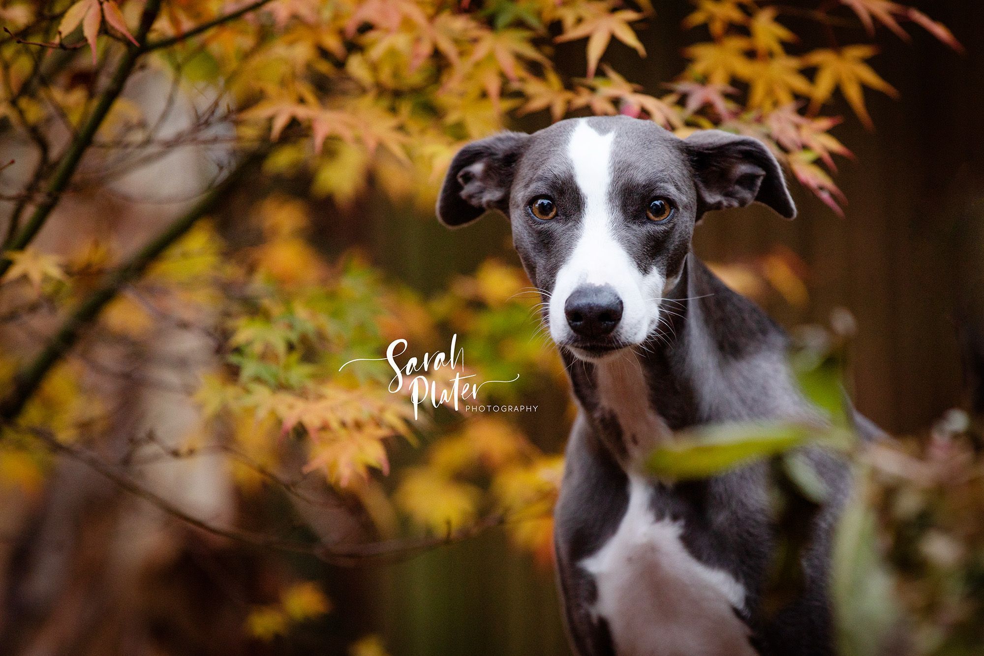 2000x1333 Secret photohoot of Hamish the whippet