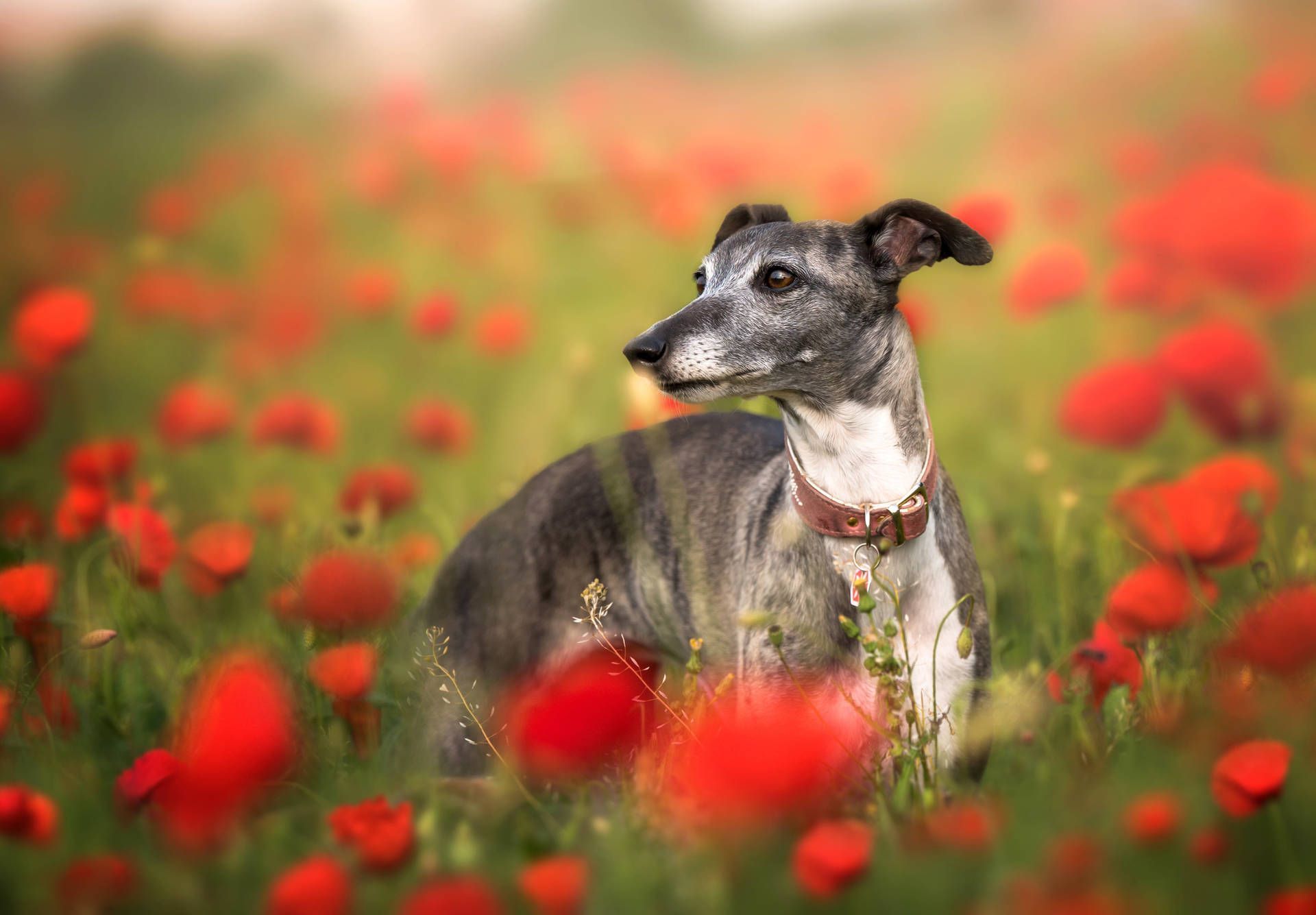 1920x1335 Greyhound Wallpaper