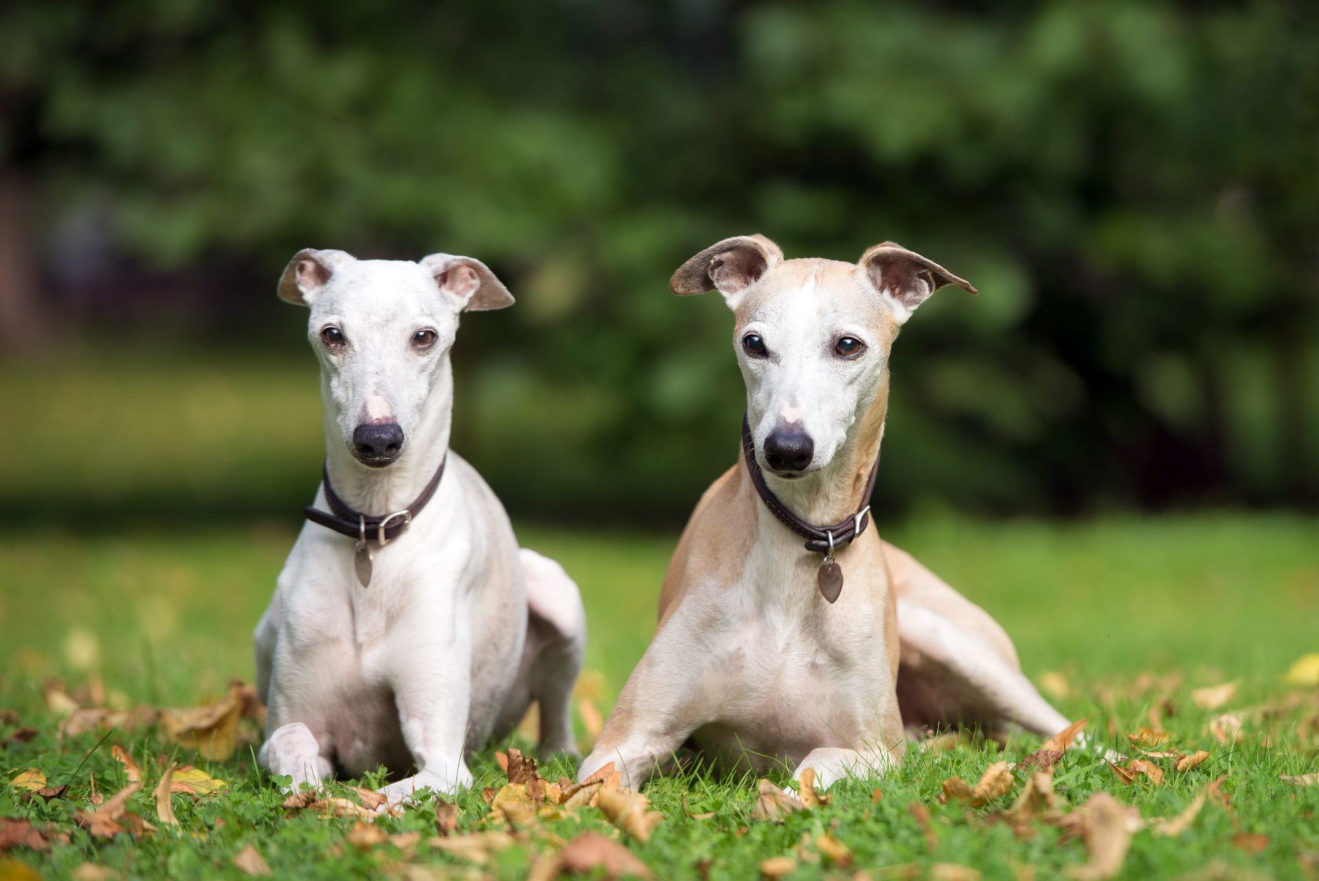 1920x1282 My Greyhound HD Wallpaper New Tab