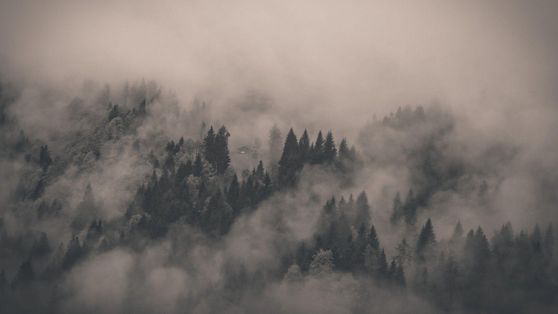 Foggy Forest Wallpapers Top Free Foggy Forest Backgrounds Wallpaperaccess