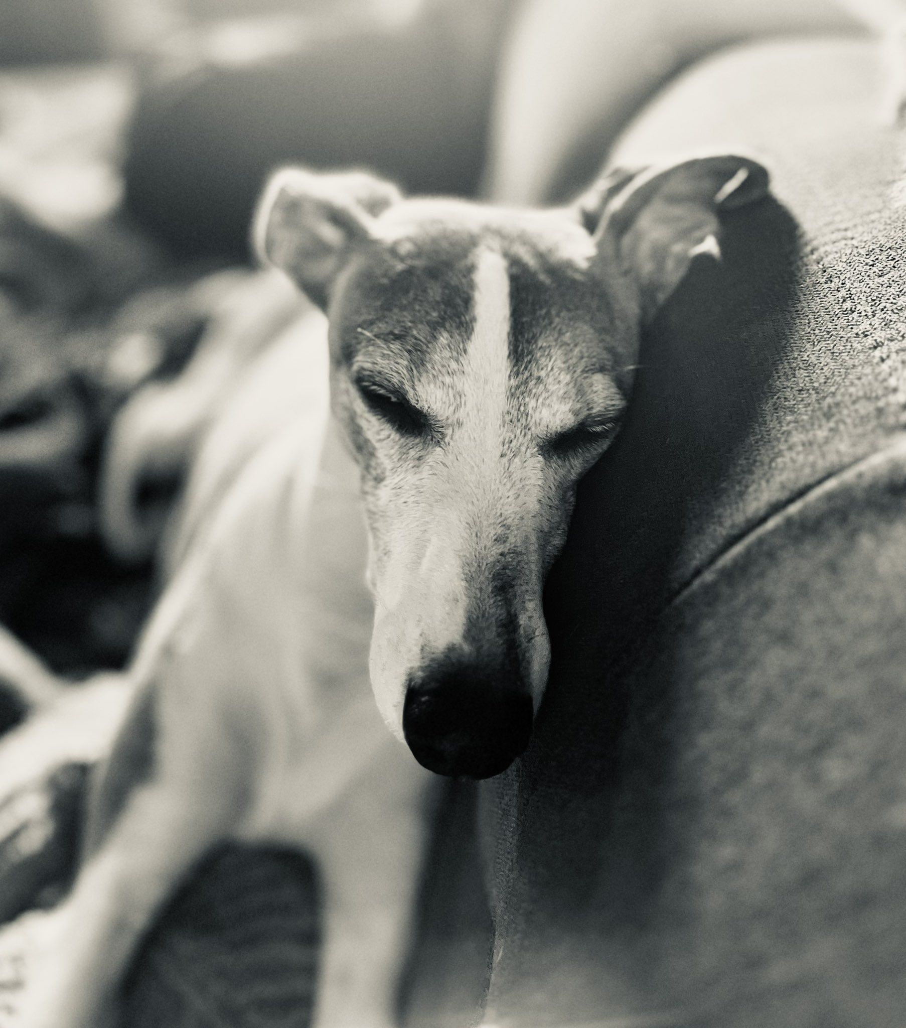 1806x2048 whippet #dogs #sighthounds