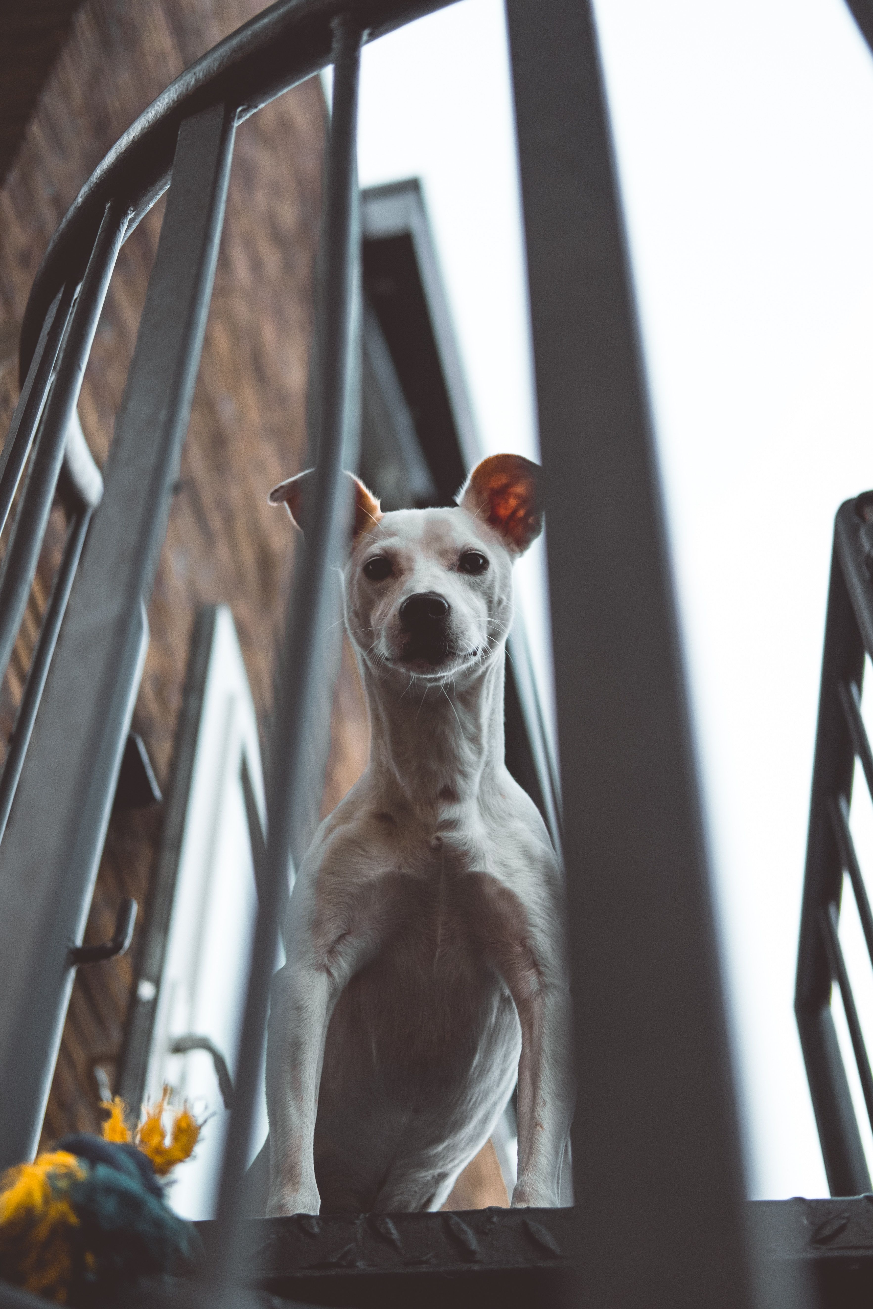 3530x5295 Animals, Balcony, Dog, 144653