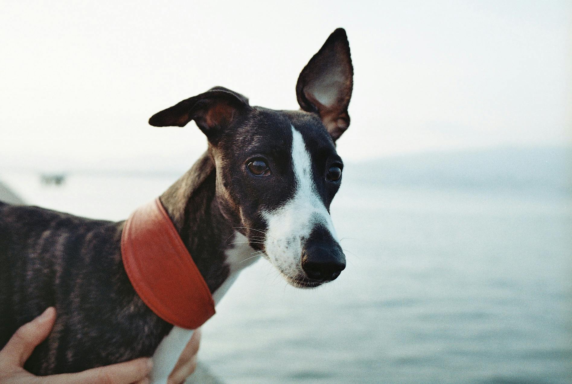 1895x1272 Whippet & HD Image