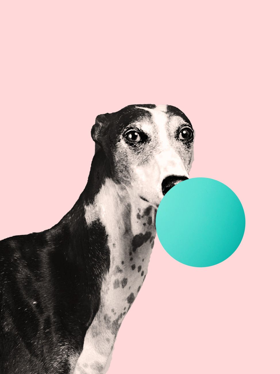 975x1300 Illustration bubblegumdog, Finlay & Noa, (30 x 40 cm)