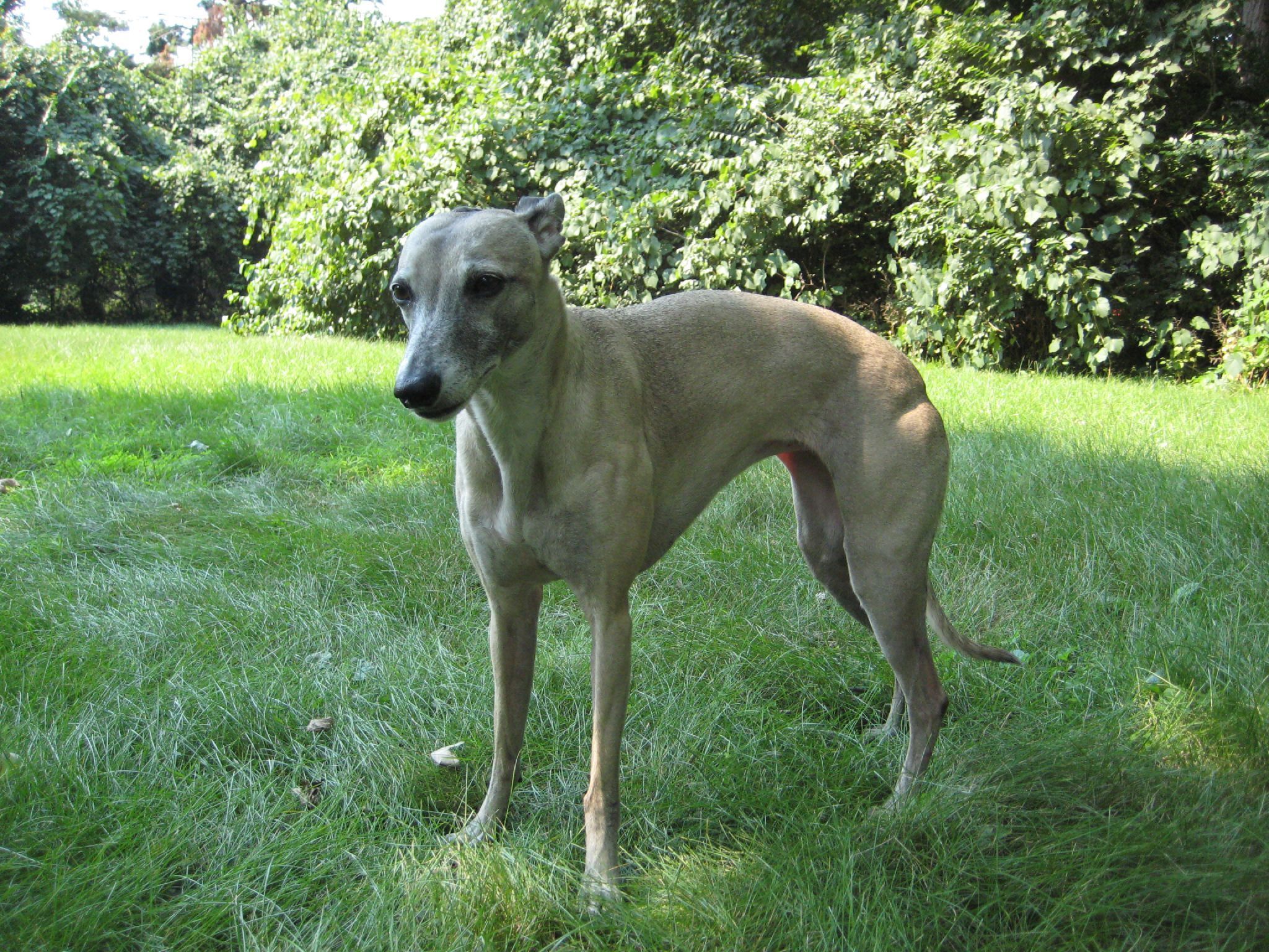 2048x1536 Whippet