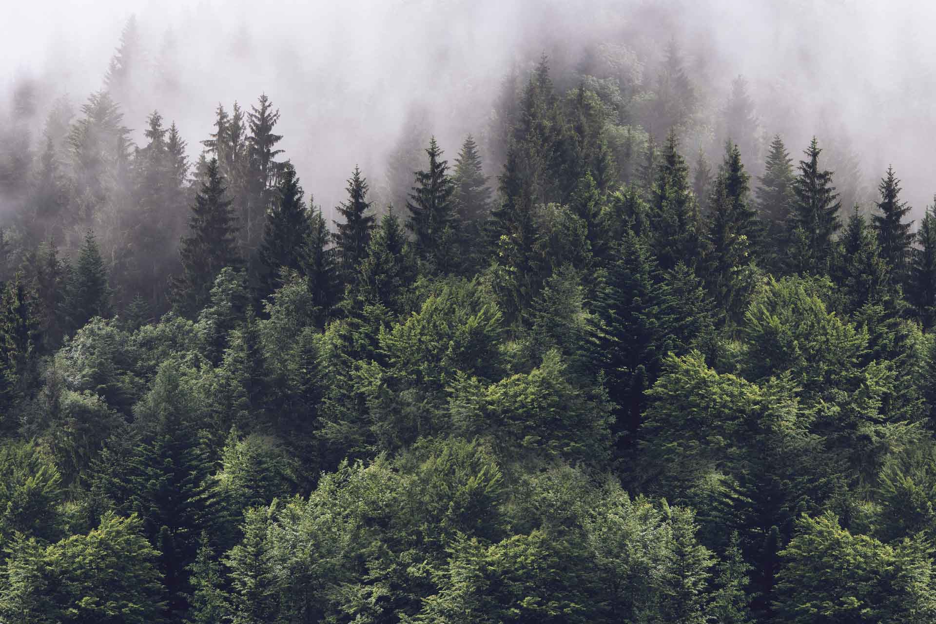 Misty Forest Wallpapers - Top Free Misty Forest  