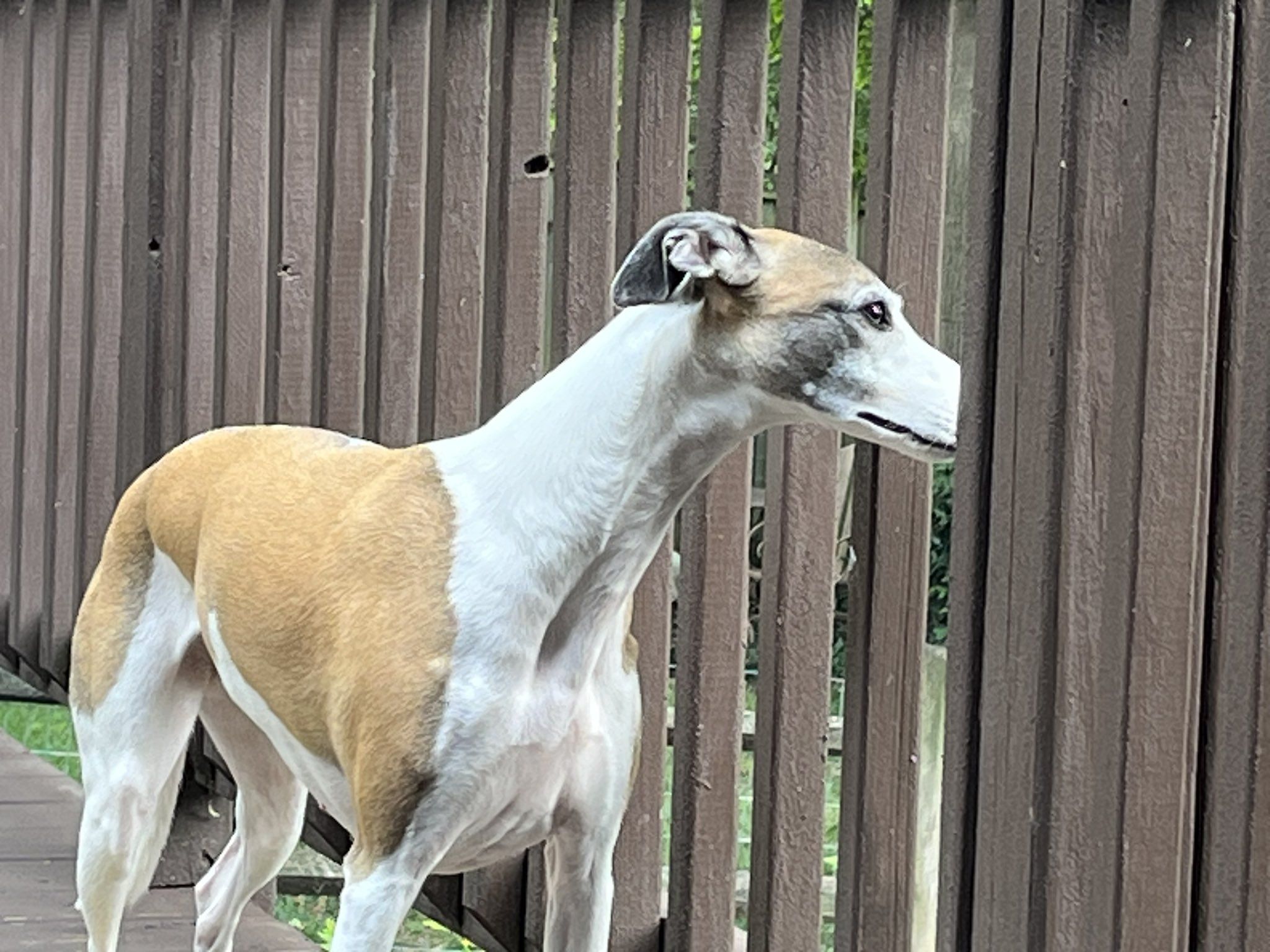 2048x1536 whippet #dogs #dogsoftwitter