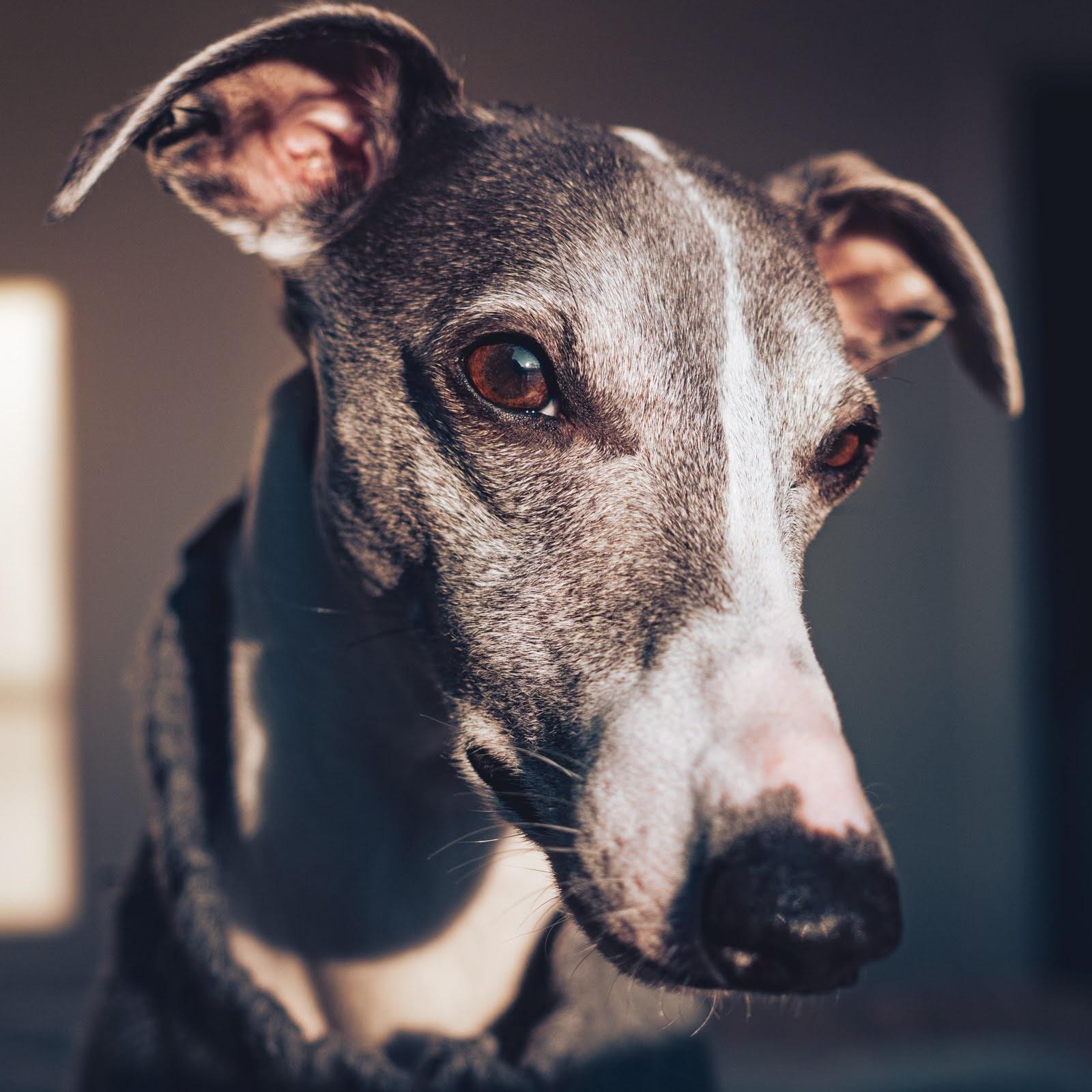 1600x1600 Trying to cram his snoot into a photo