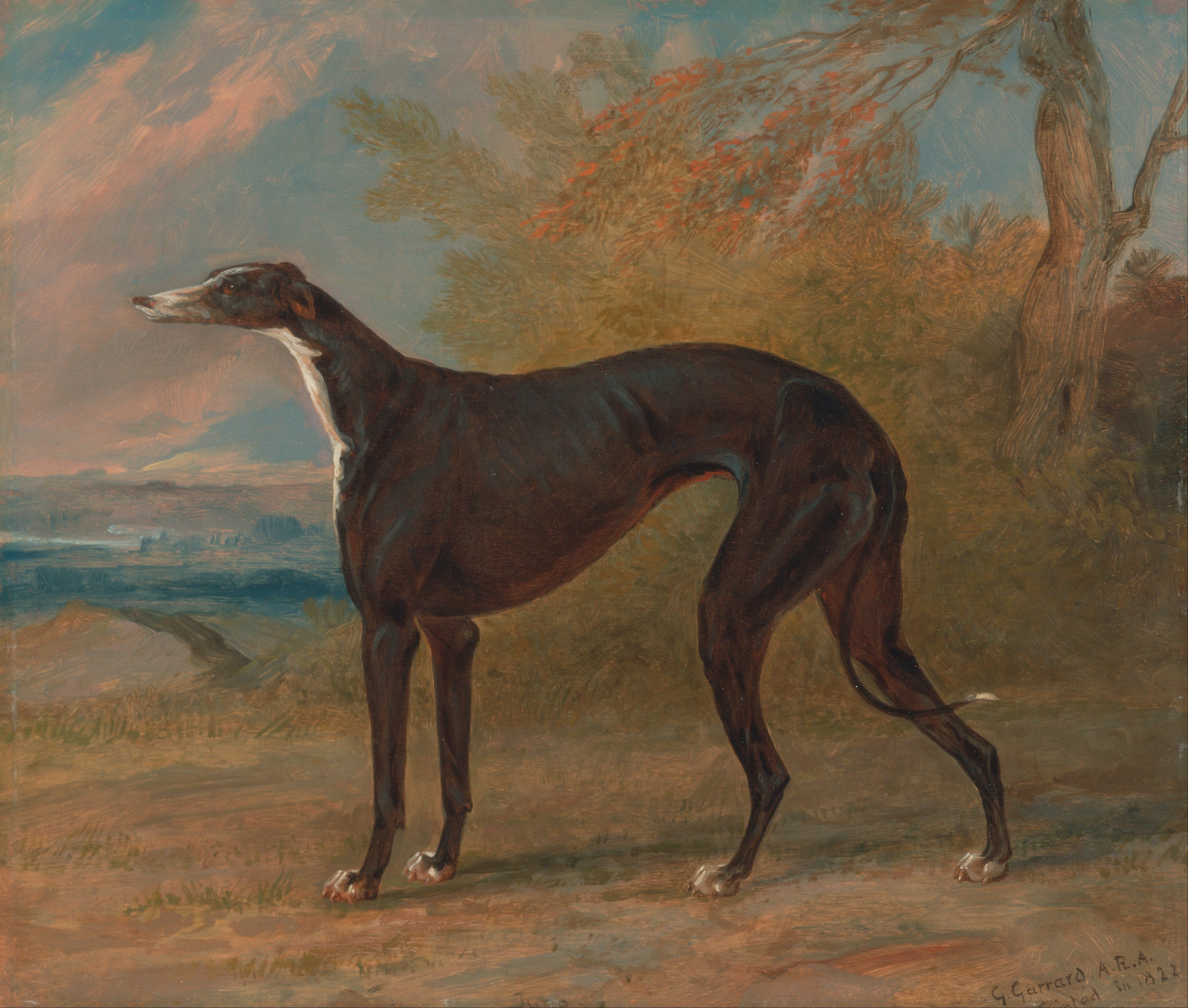 4549x3861 Wallpaper Greyhound Sighthound dog