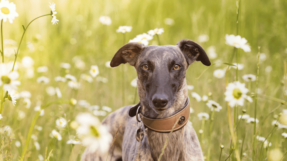 1200x675 Self love, whippets and weight loss