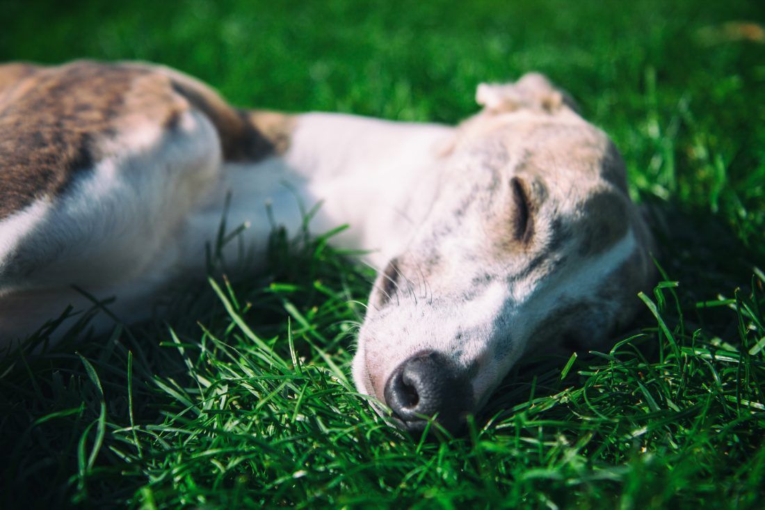 1100x733 Sleeping Whippet Royalty Free