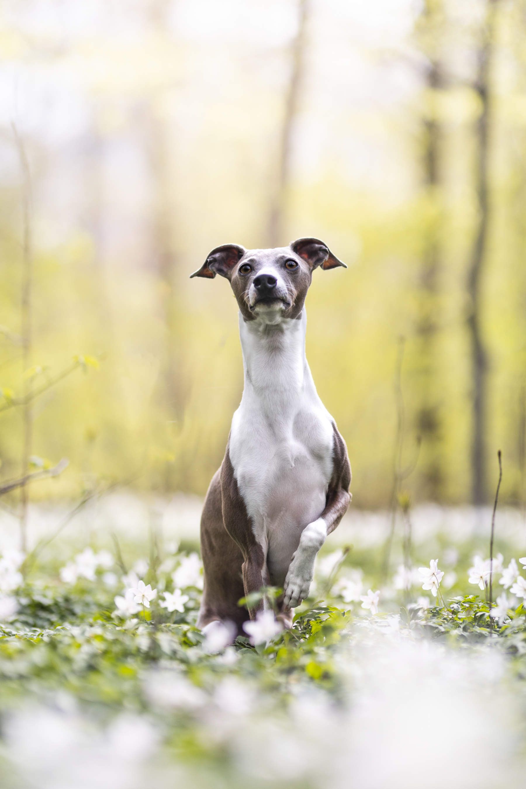1800x2699 Italian Greyhound Photohoot