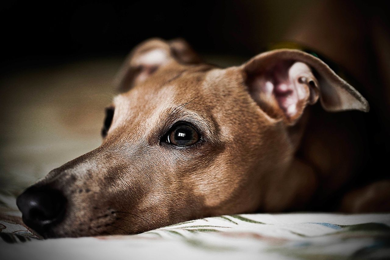 1280x853 image Dogs Greyhound Glance Animals