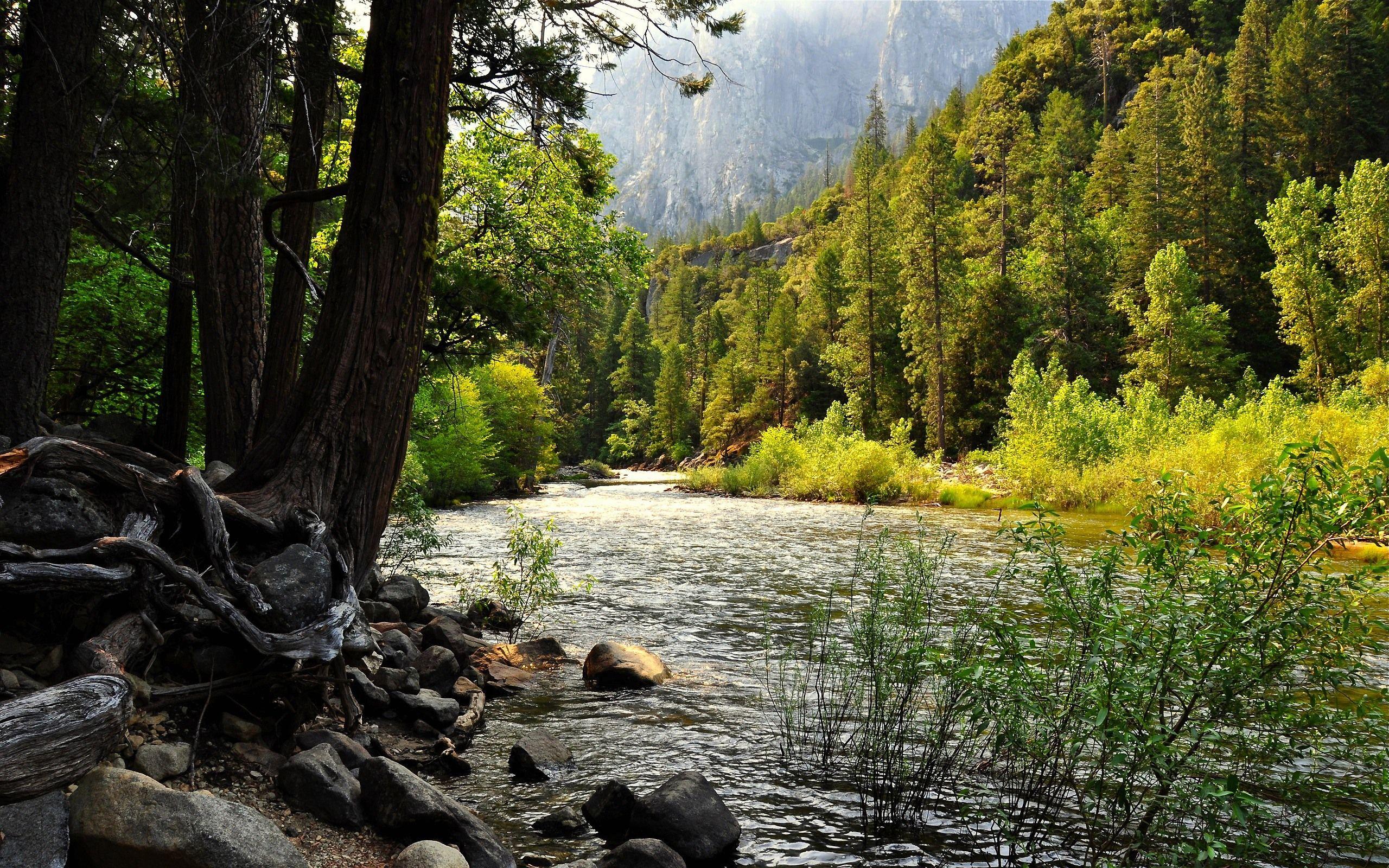 2560x1600 Forest Desktop Background Widescreen River Background Wallpaper