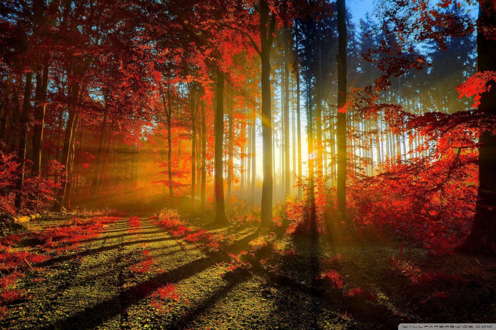 2000x1333 Red Forest ❤ 4K HD Desktop Wallpaper for 4K Ultra HD TV • Dual