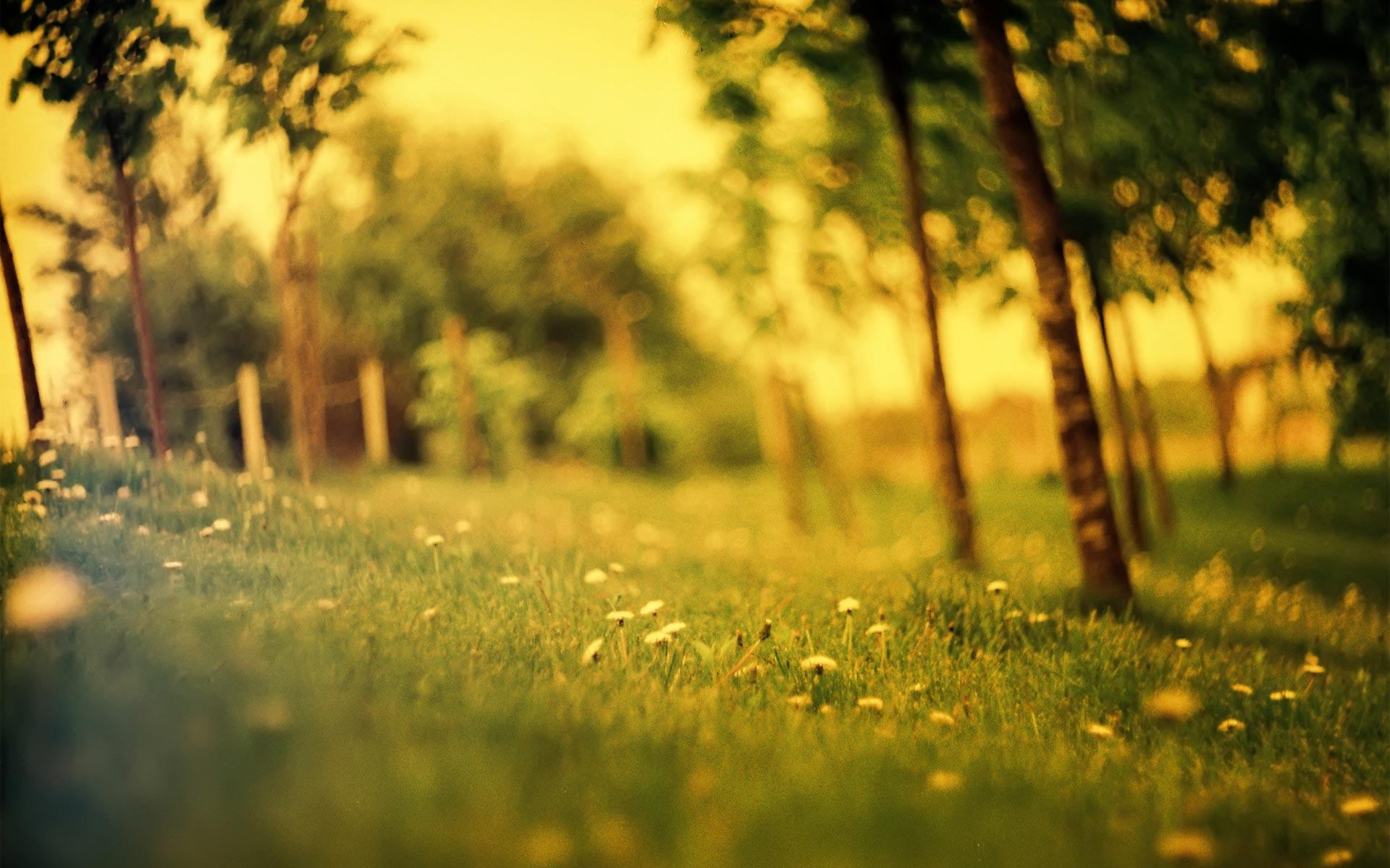 1920x1200 Forest Desktop Wallpaper
