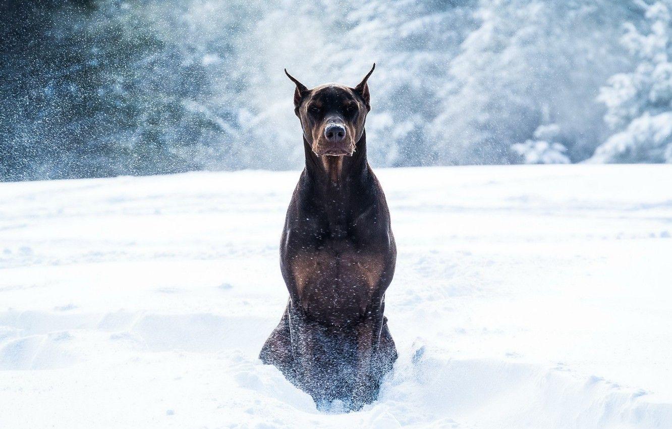 1332x850 Wallpaper winter, snow, dog, Doberman image for desktop