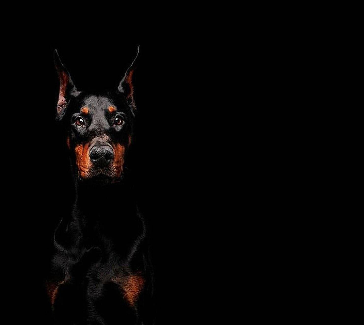 Doberman Angry Images  Browse 860 Stock Photos Vectors and Video  Adobe  Stock