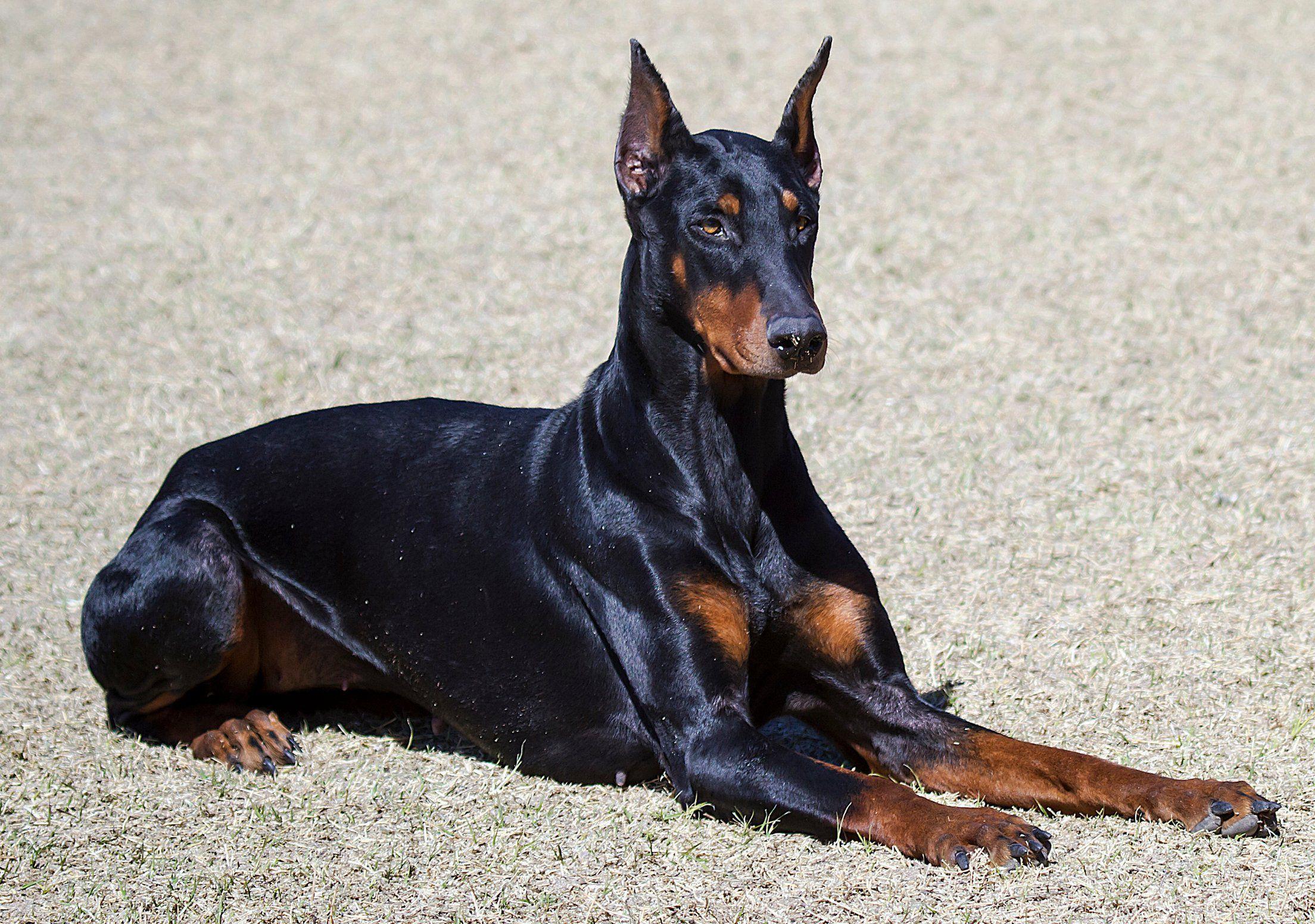 2208x1552 Doberman Pinscher Wallpaper Background