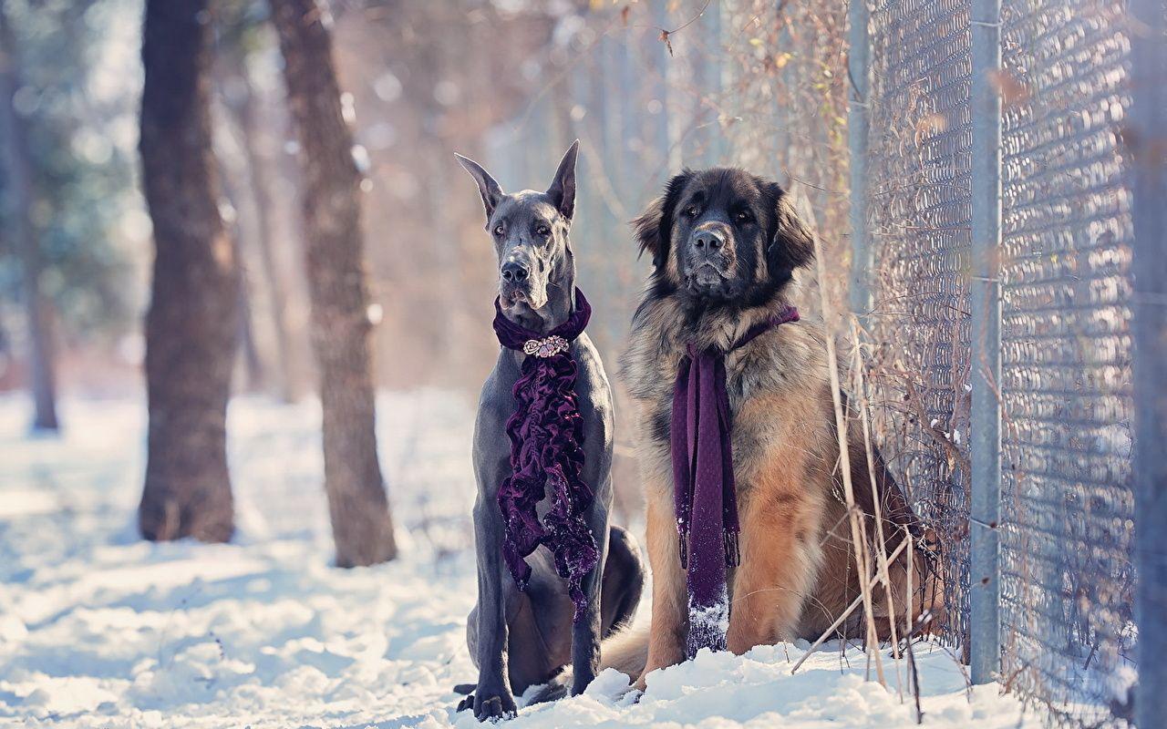 1280x800 Photos Doberman Pinscher dog Two Winter Snow Fence animal