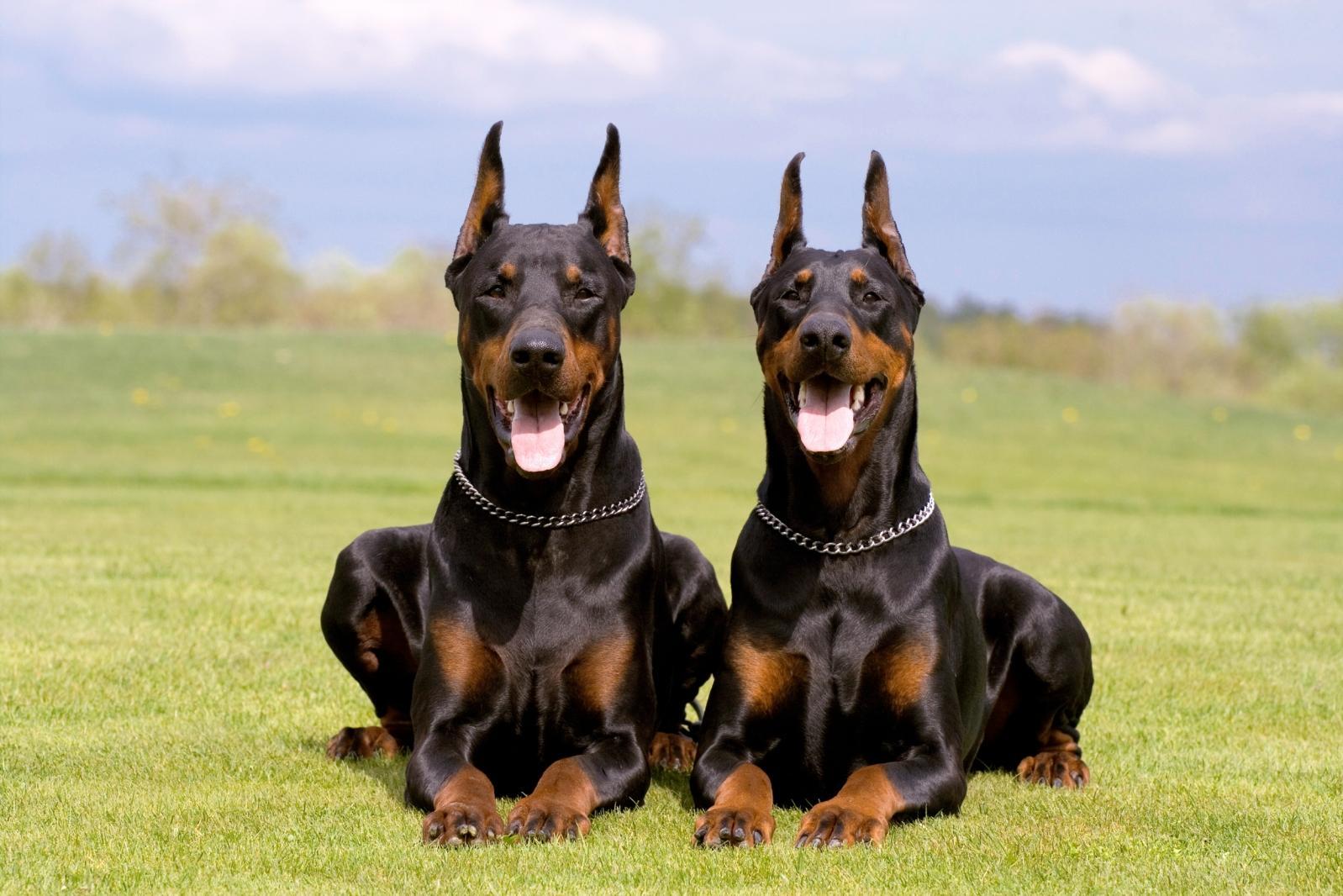 1598x1066 Doberman Dog Wallpaper HD Wallpaper Collections
