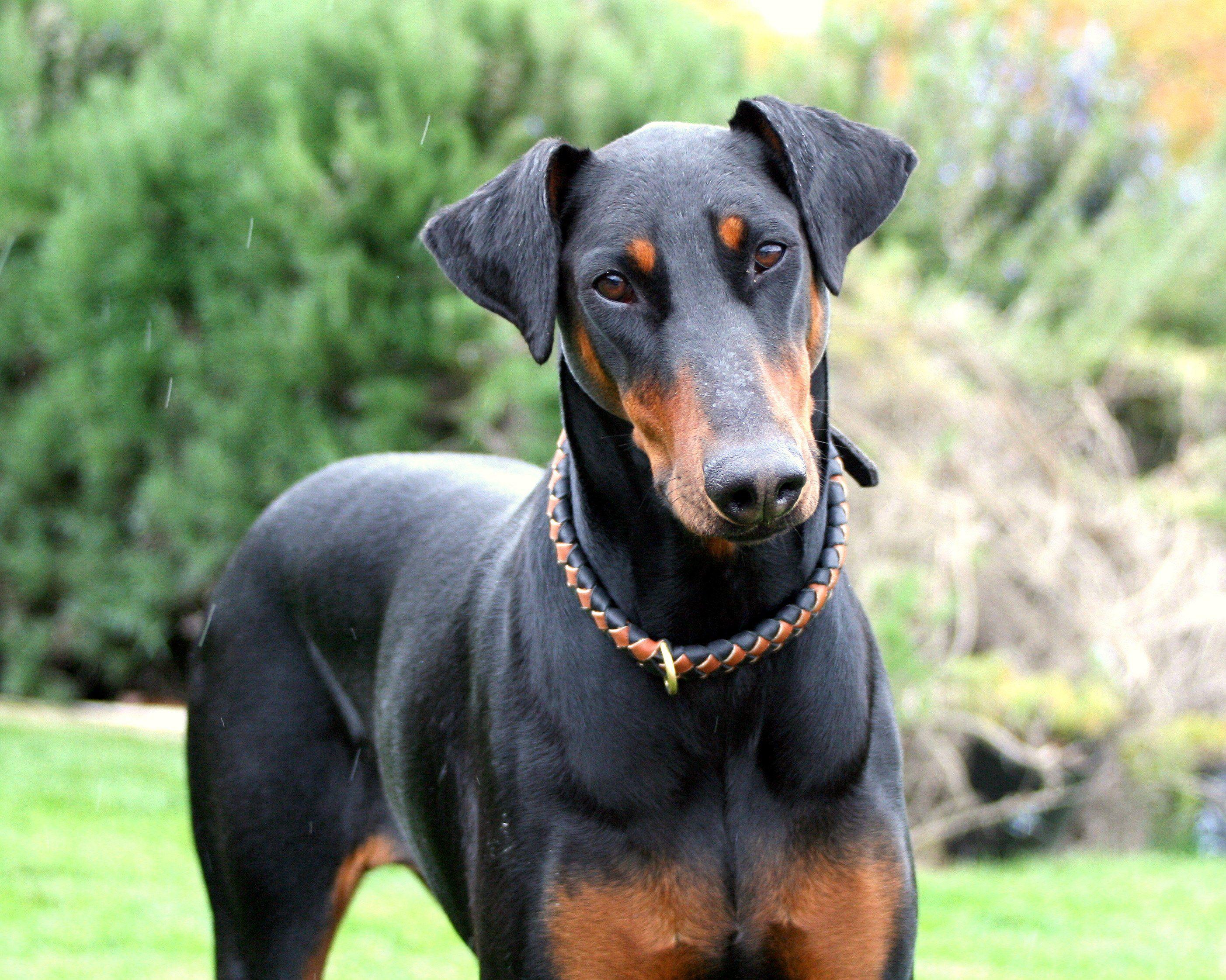 Doberman Wallpapers - Top Free Doberman Backgrounds - WallpaperAccess