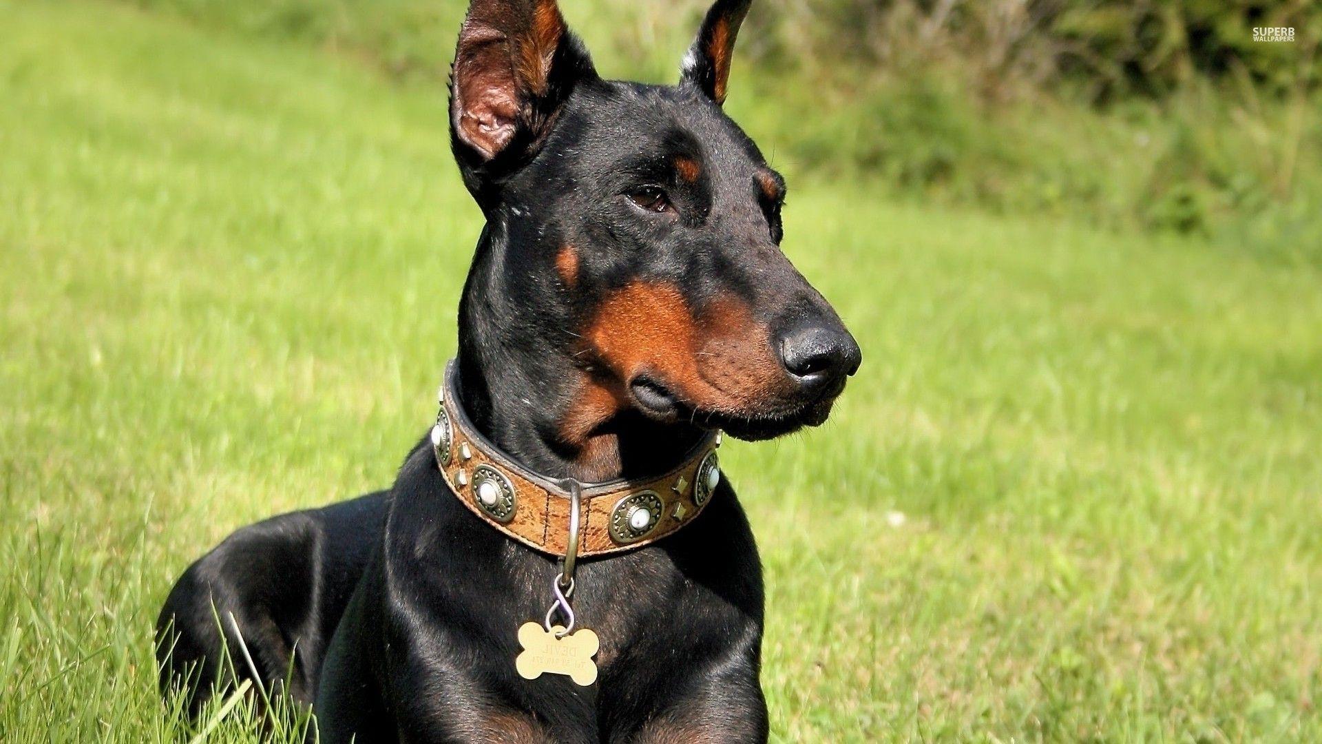 Doberman Wallpapers - Top Free Doberman Backgrounds - WallpaperAccess