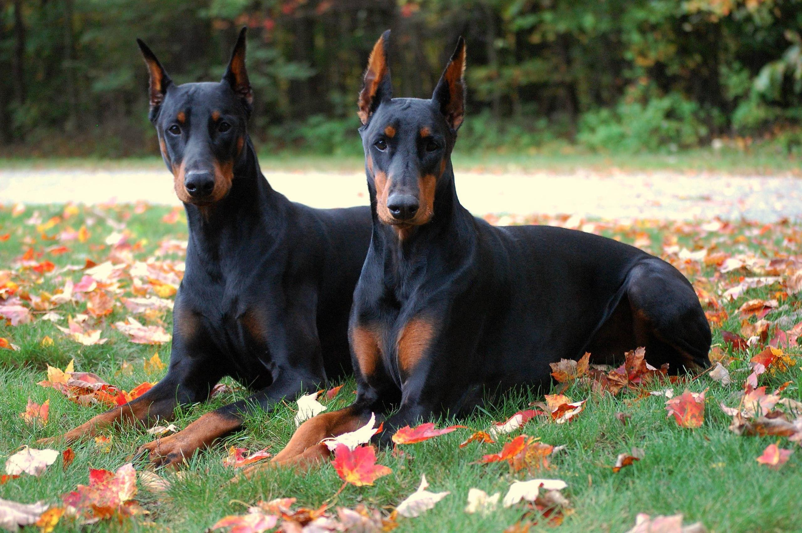 Doberman Wallpapers - Top Free Doberman Backgrounds - WallpaperAccess