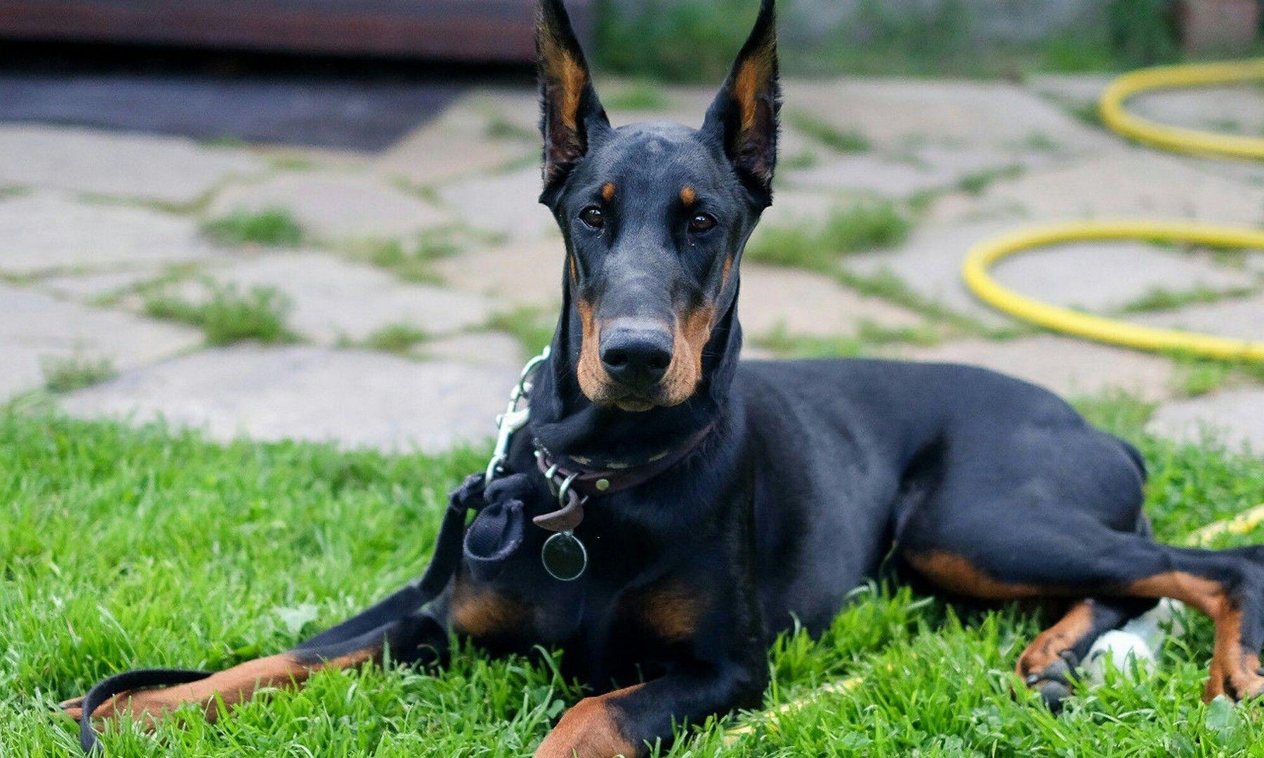 Doberman Wallpapers - Top Free Doberman Backgrounds - WallpaperAccess