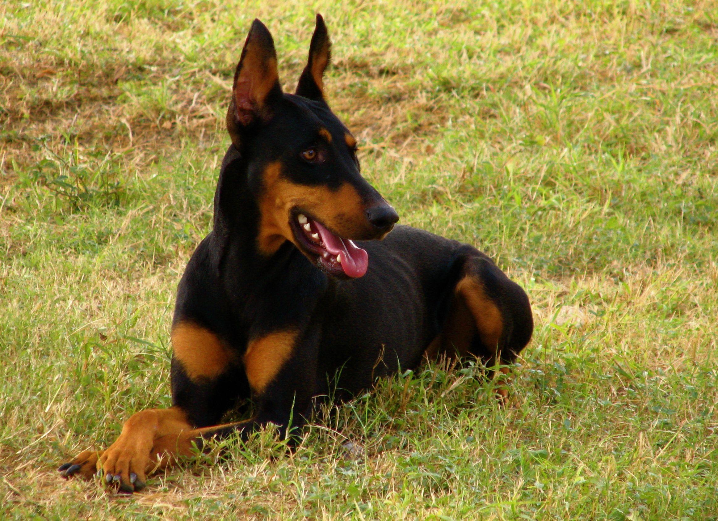 2325x1686 Lovely Doberman Pinscher dog photo and wallpaper. Beautiful