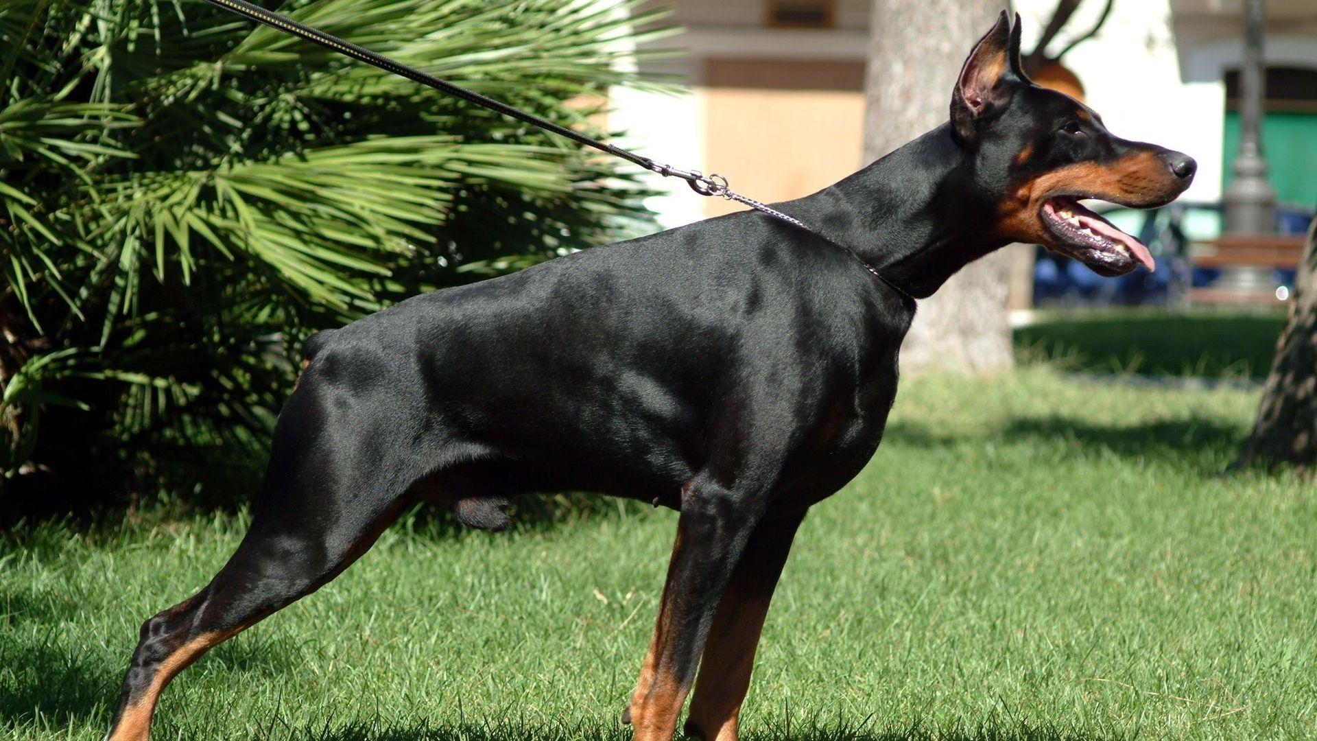 1920x1080 Download Wallpaper 1920x1080 doberman, grass, dog, hunting