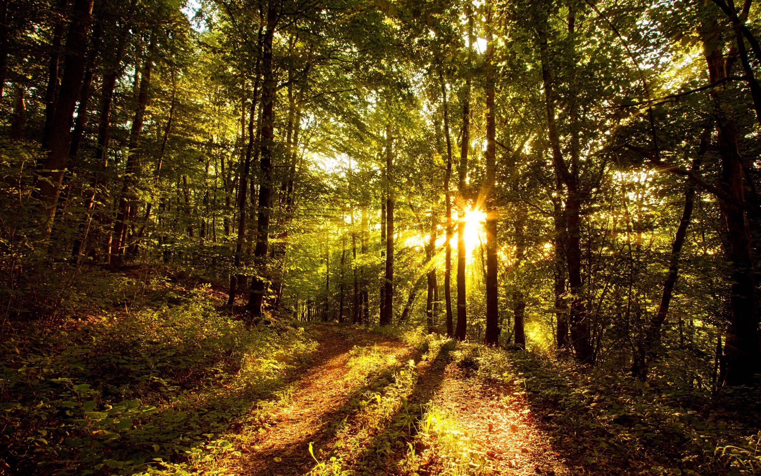 Forest Sunrise Wallpapers - Top Free Forest Sunrise Backgrounds