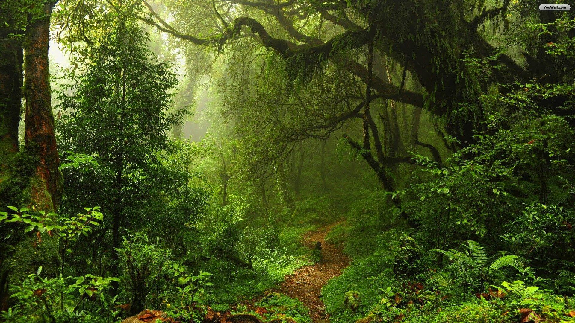 51 best free forest desktop wallpapers wallpaperaccess
