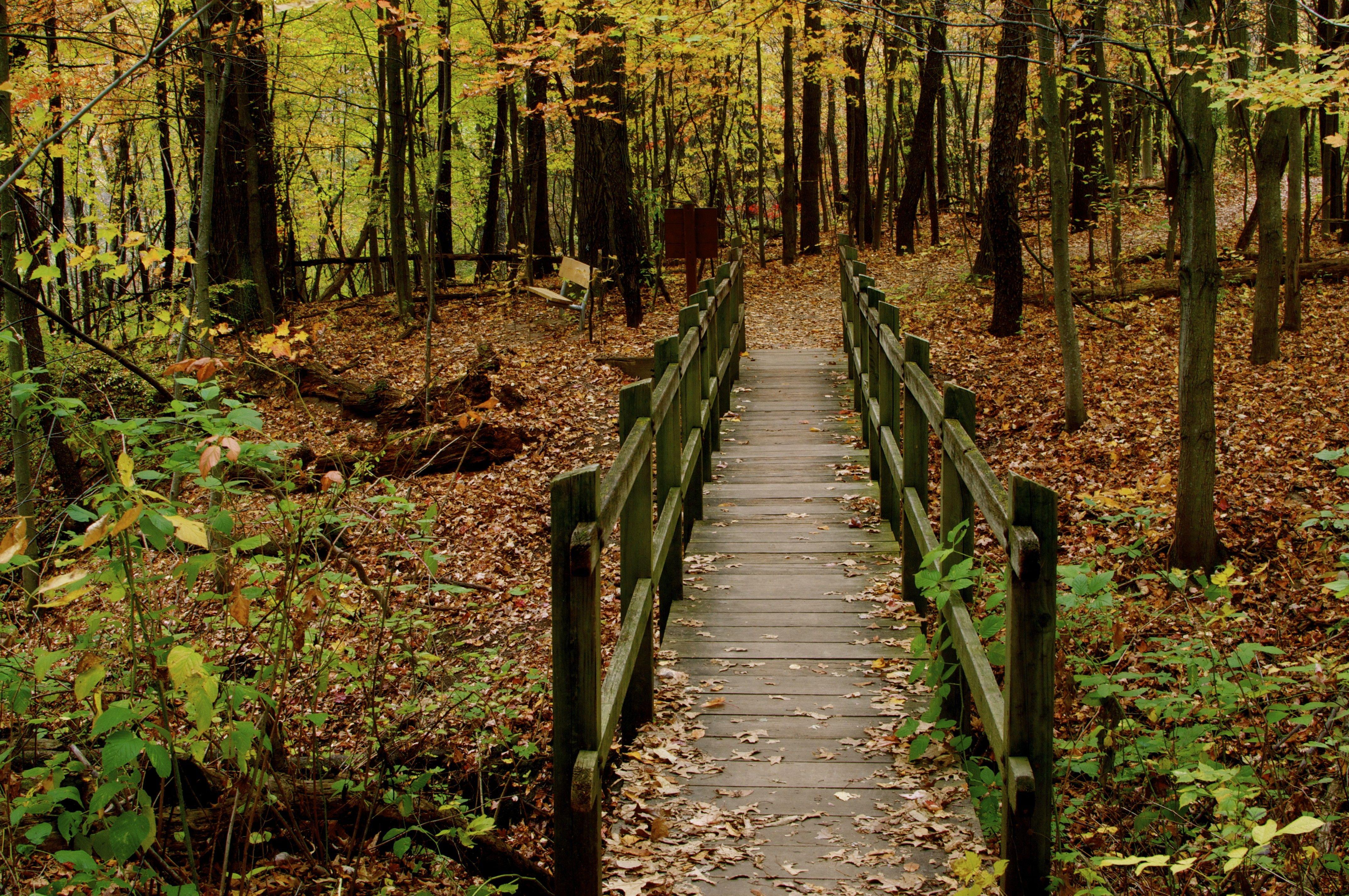 4288x2848 Forest: Passing Bridges Fall Nature Trees Forest HD Wallpaper