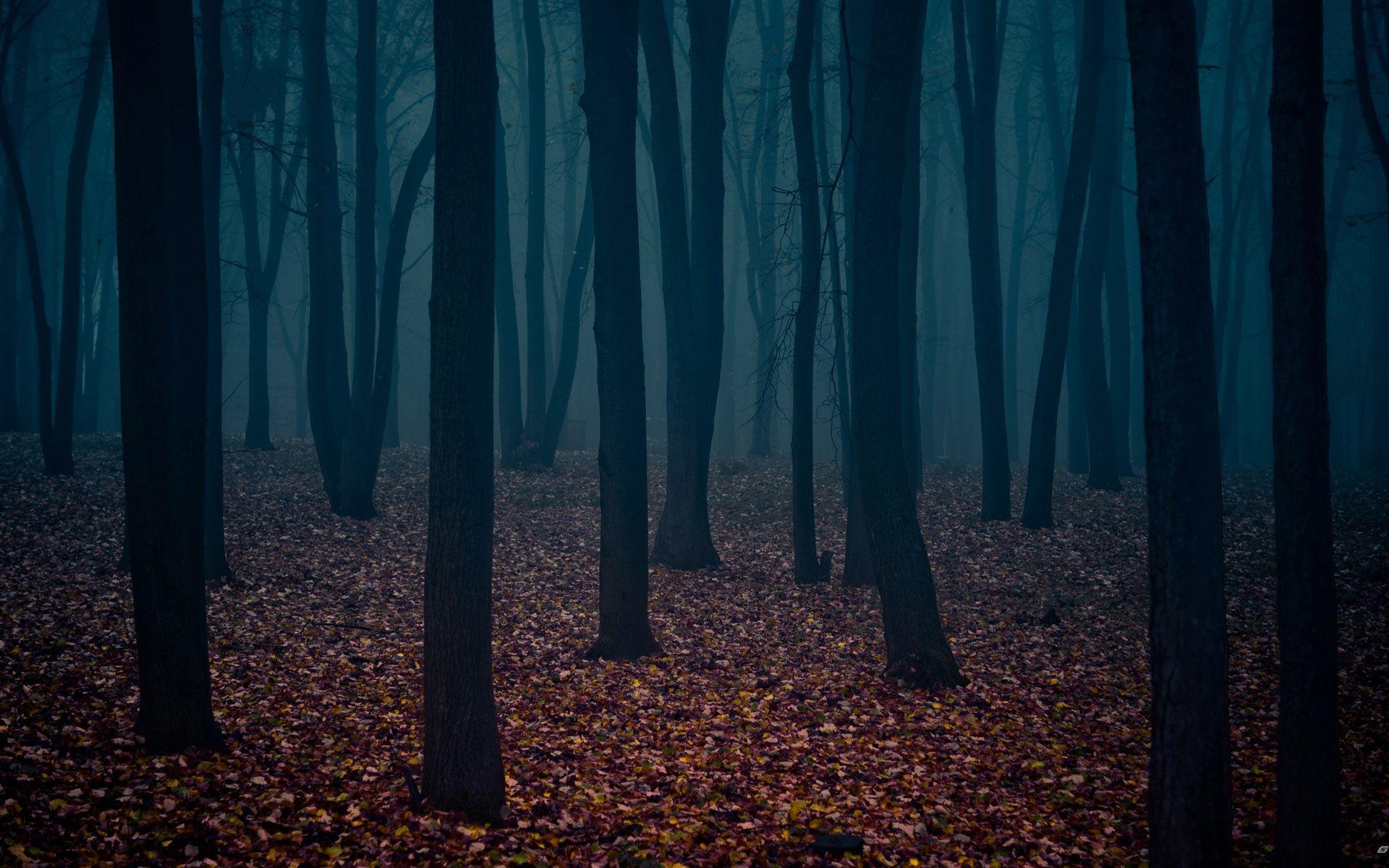 1920x1200 2843) Dark Forest Desktop Wallpaper