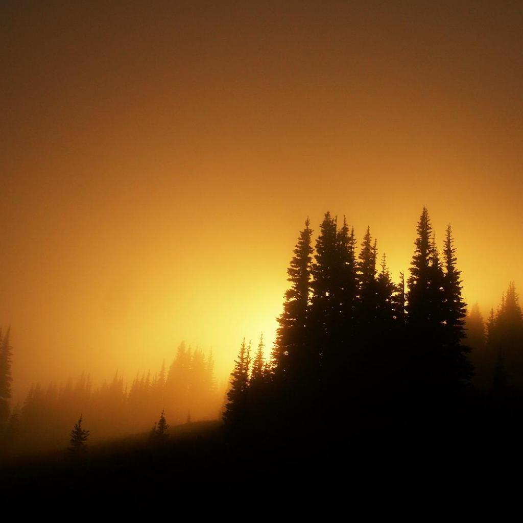 Forest Sunrise Wallpapers - Top Free Forest Sunrise Backgrounds ...