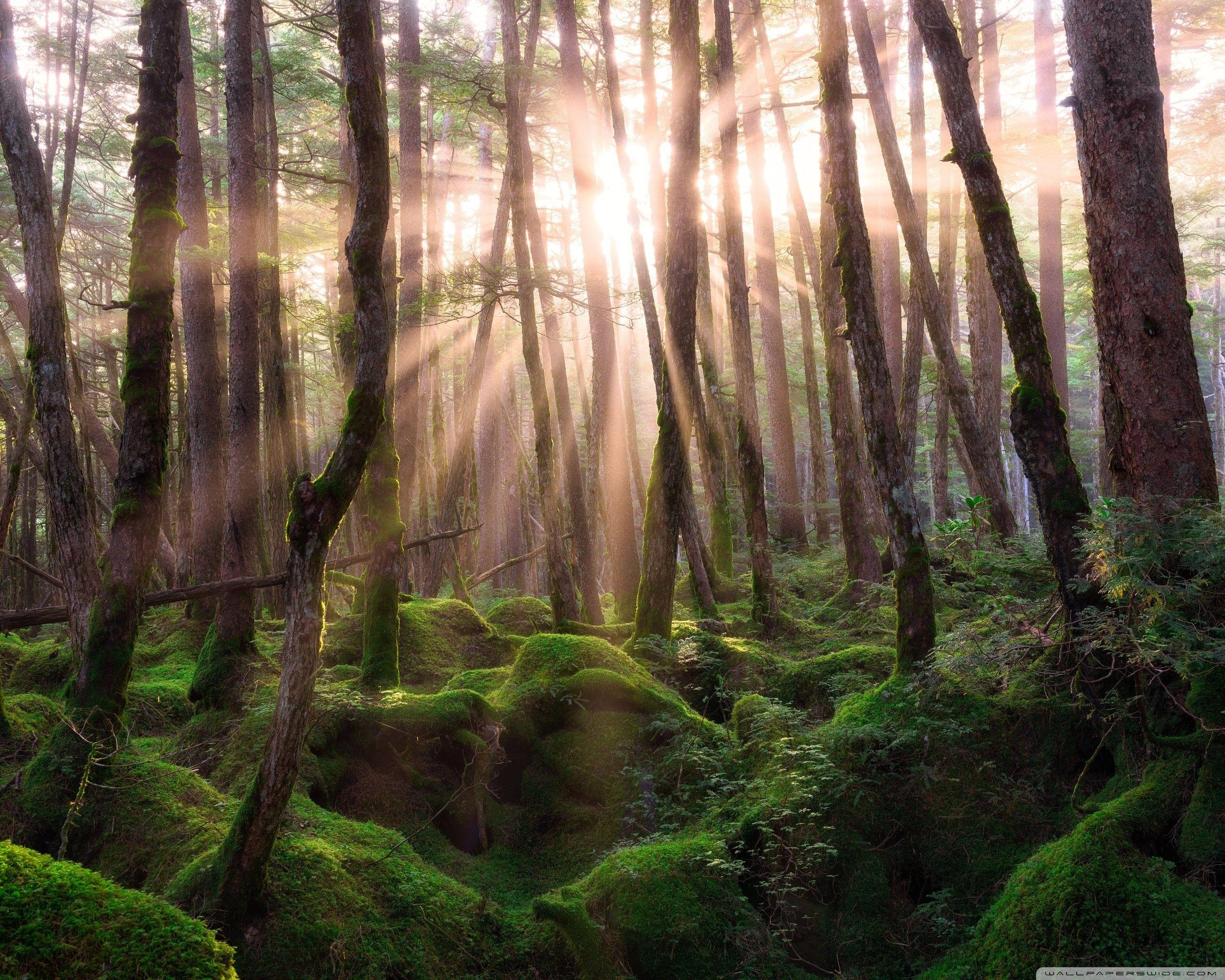 Forest Sunrise Wallpapers - Top Free Forest Sunrise Backgrounds ...