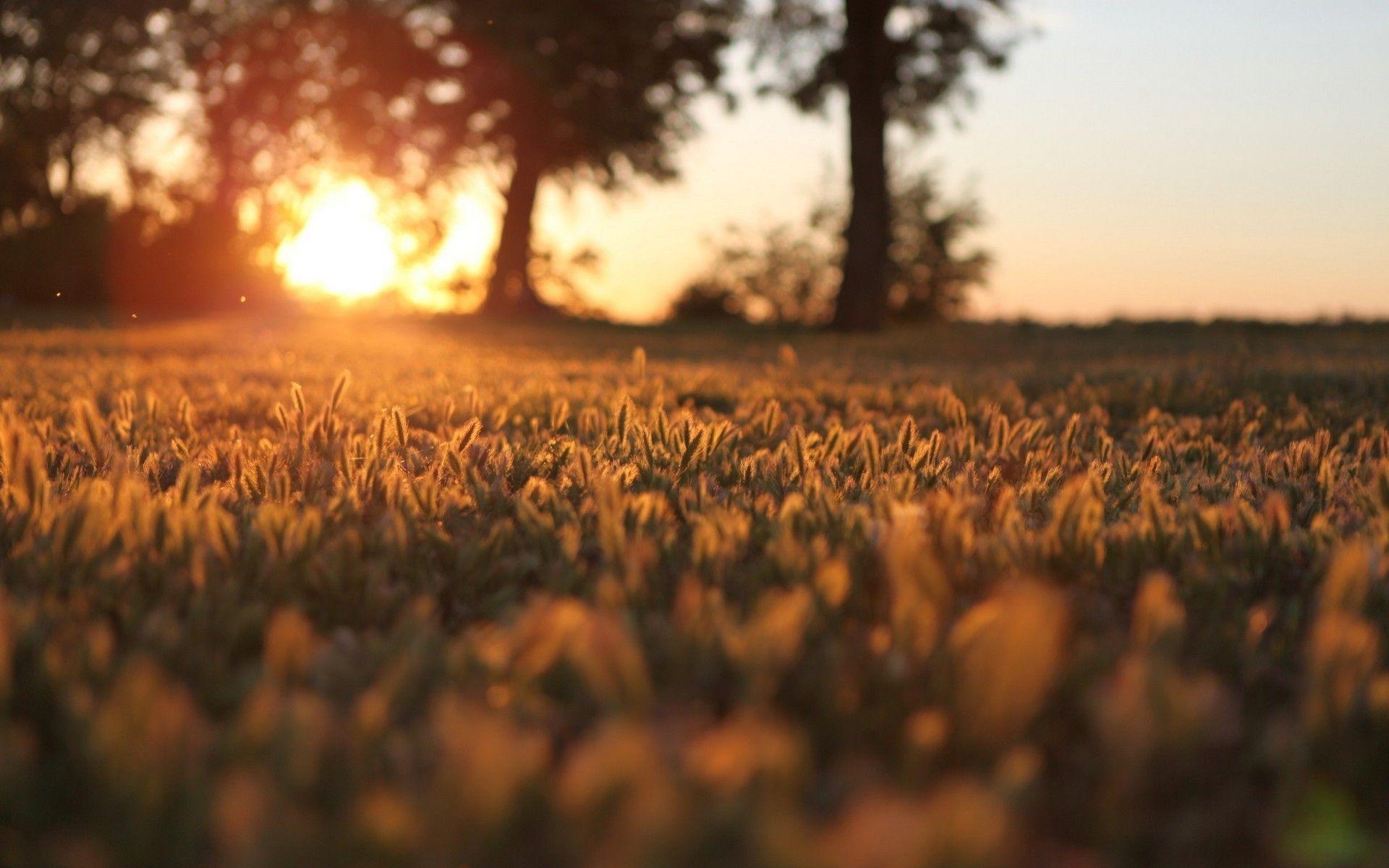 1920x1200 Sunset Wheat Fields Wallpaperx1200