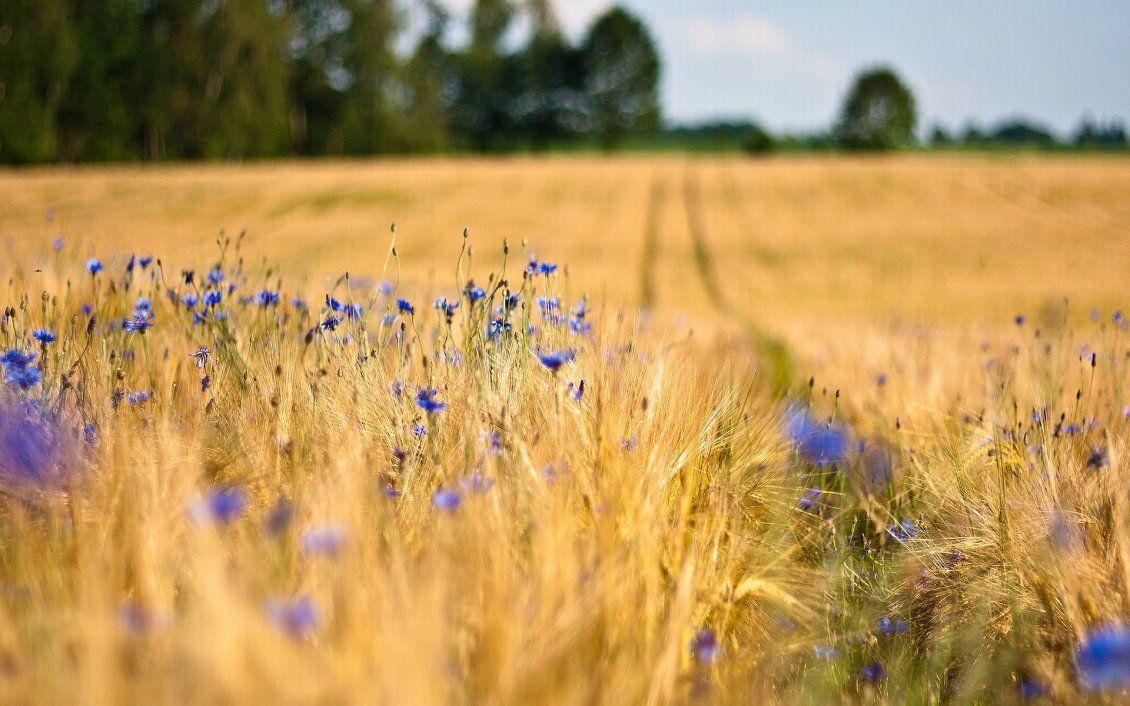 1130x706 Macro blue flowers in the wheat field