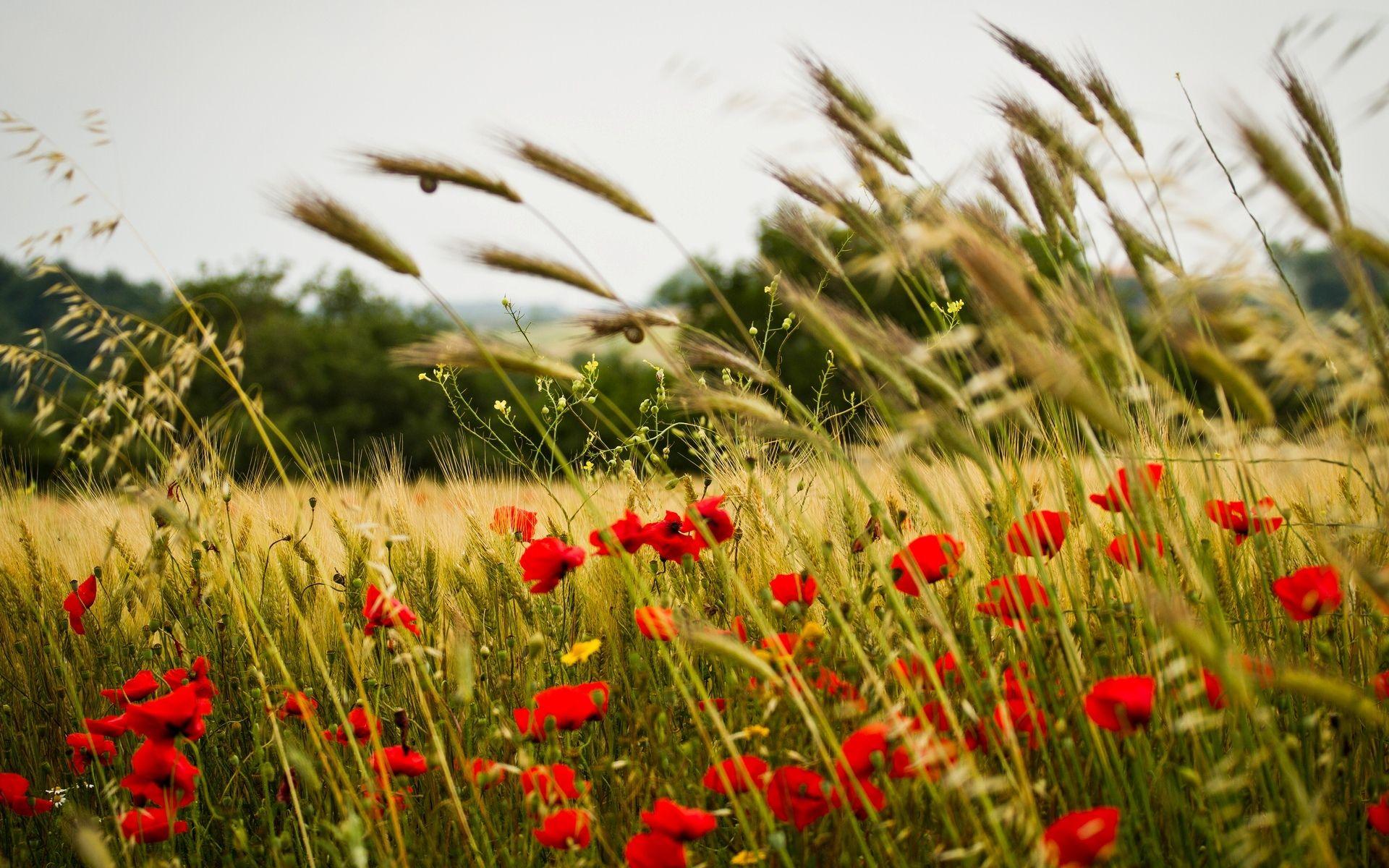 1920x1200 Wheat Field Poppy Flowers Wallpaper and Free Stock