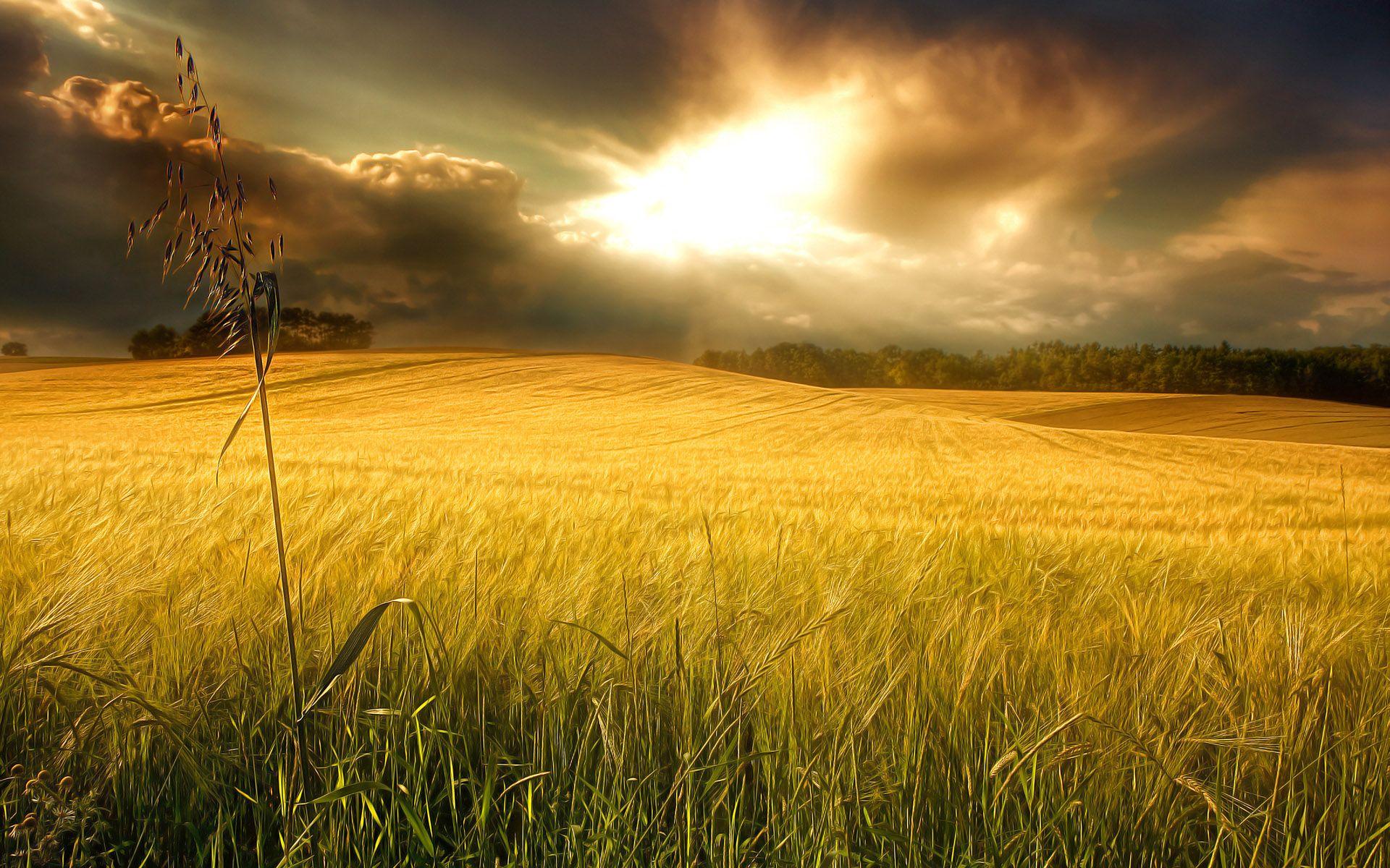 1920x1200 Amazing Sky over Wheat Field HD Wallpaper. Background Image
