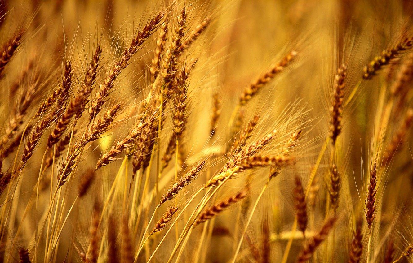 1332x850 Wallpaper wheat, field, macro, background, Wallpaper, rye
