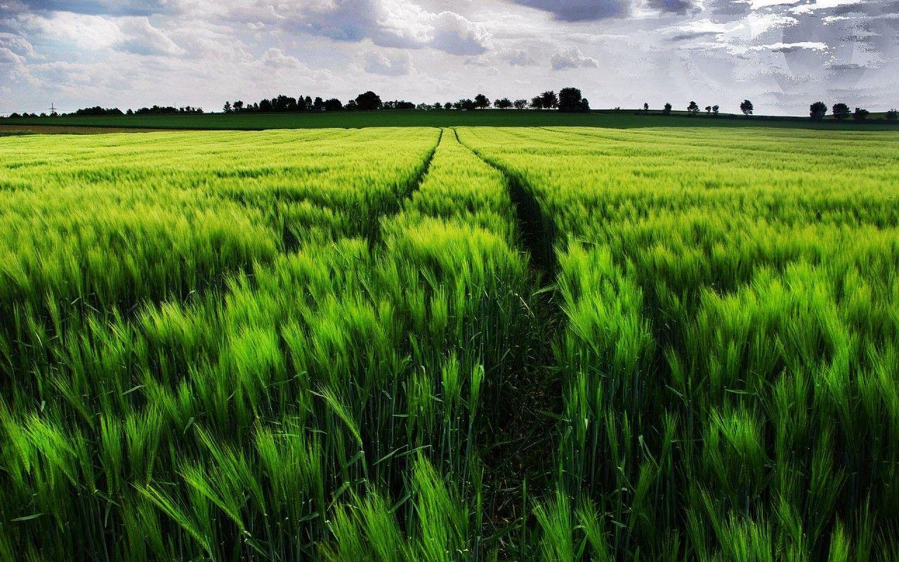 1280x800 Vibrant Green Wheat Field Path wallpaper. Vibrant Green