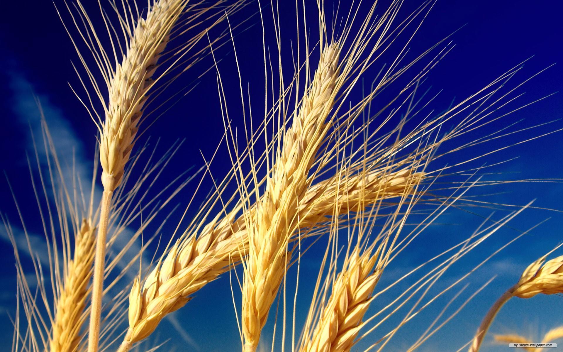 1920x1200 Wheat Field Wallpaper - (41++ Image Collections)