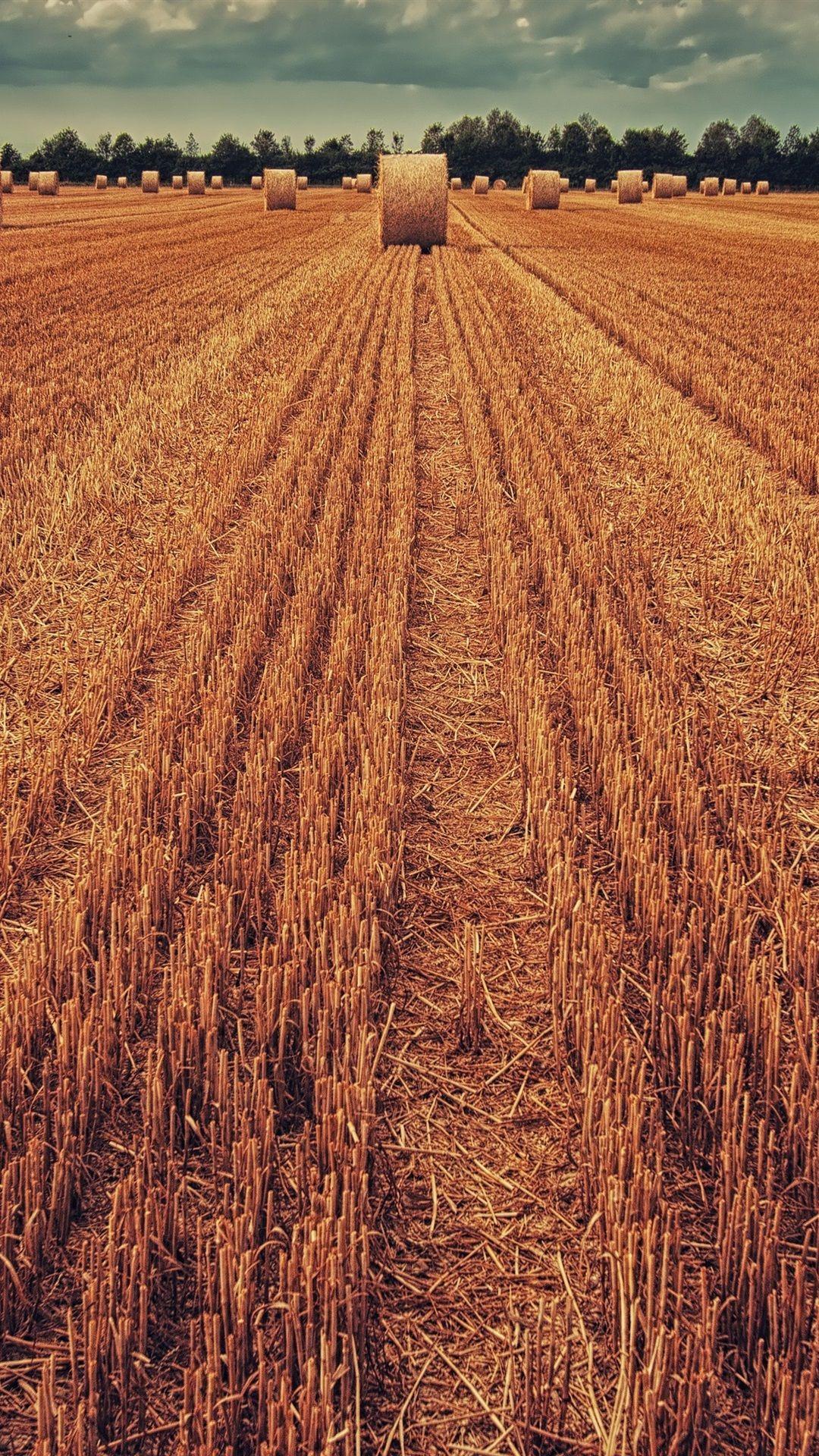 1080x1920 Wheat Field, Hay 1080x1920 IPhone 8 7 6 6S Plus Wallpaper