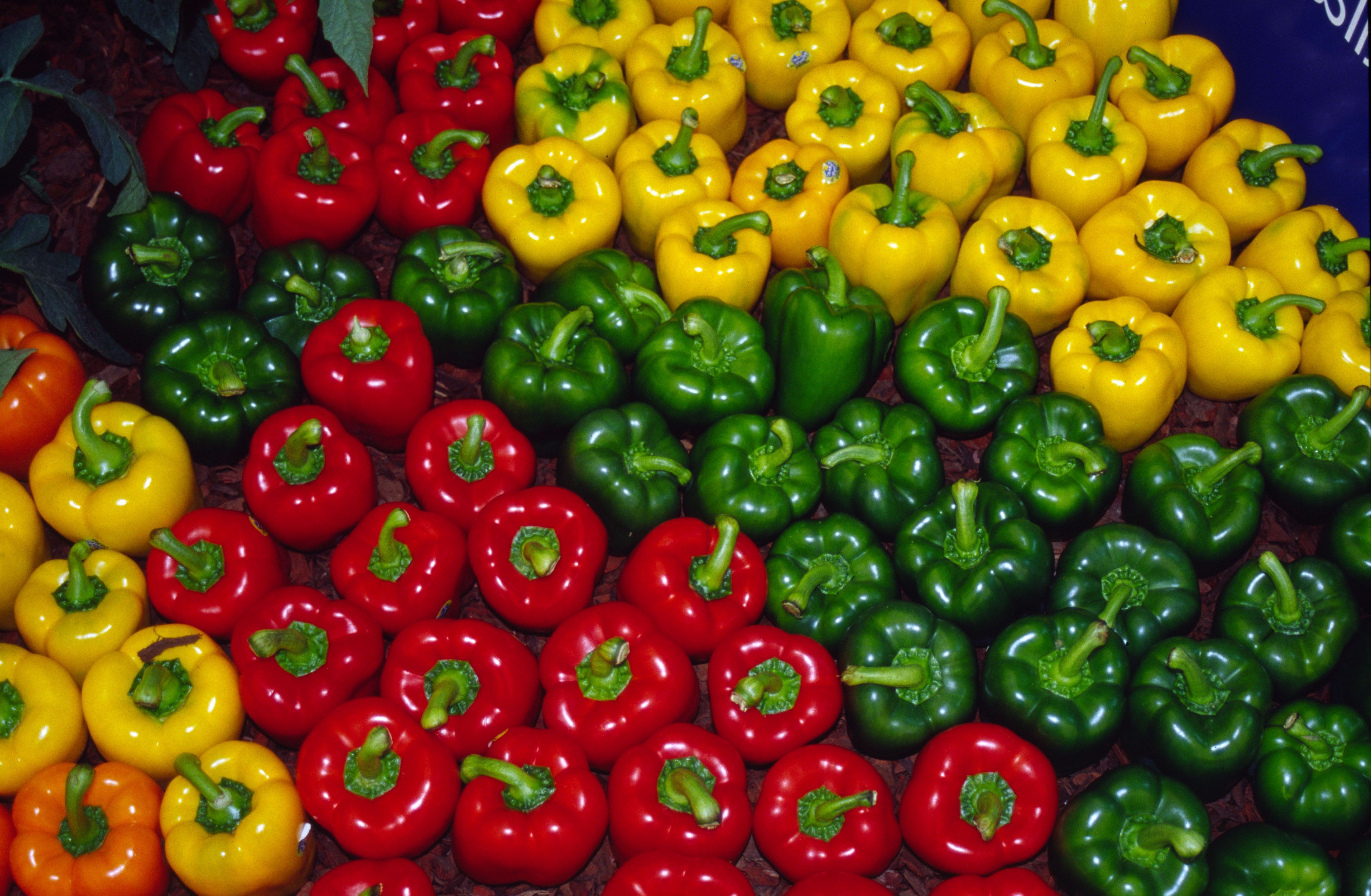 4343x2840 Capsicum Pty Ltd